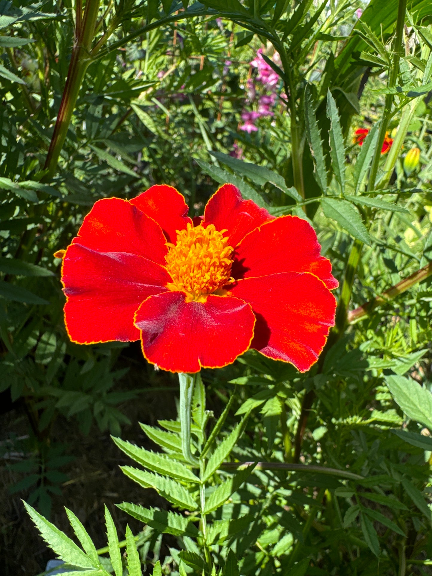 Tagetes, Cinnabar from Great Dixter