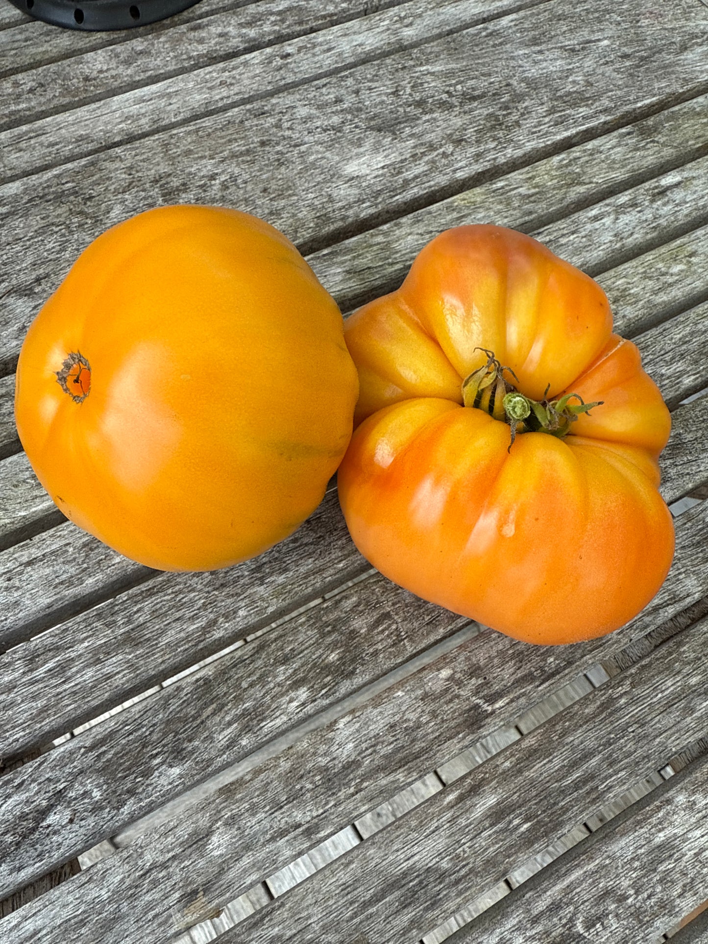 Apricot Brandywine
