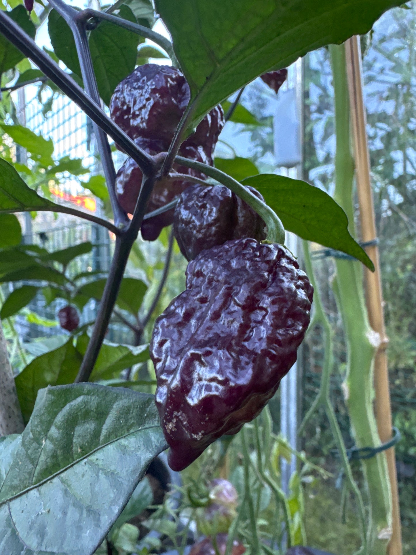 Carolina Reaper Purple