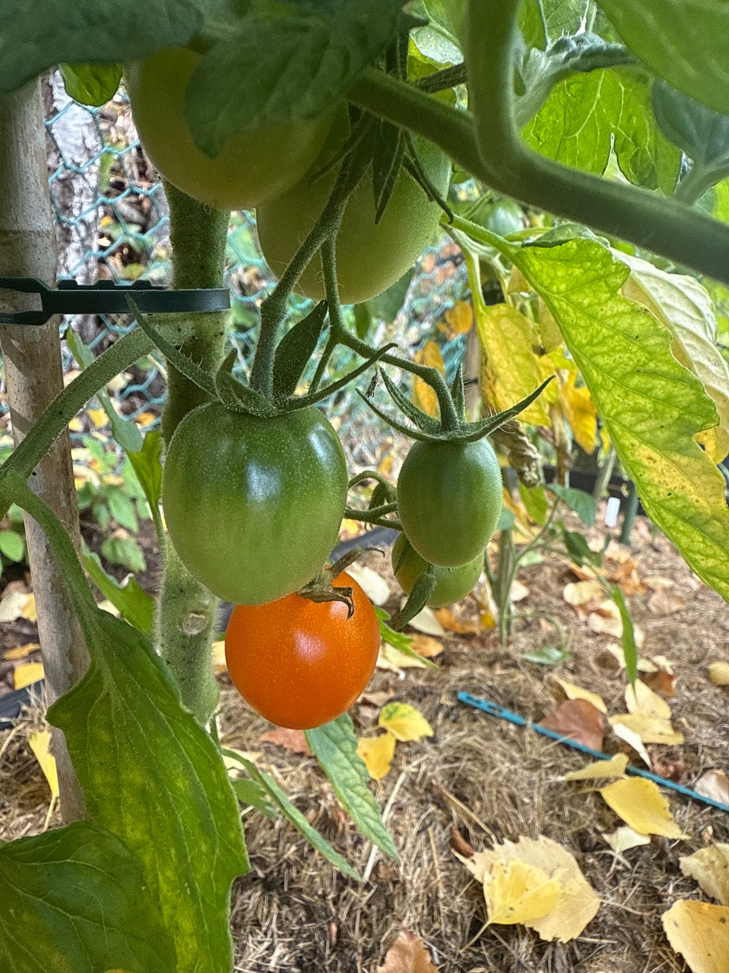 Dark Orange Muscat