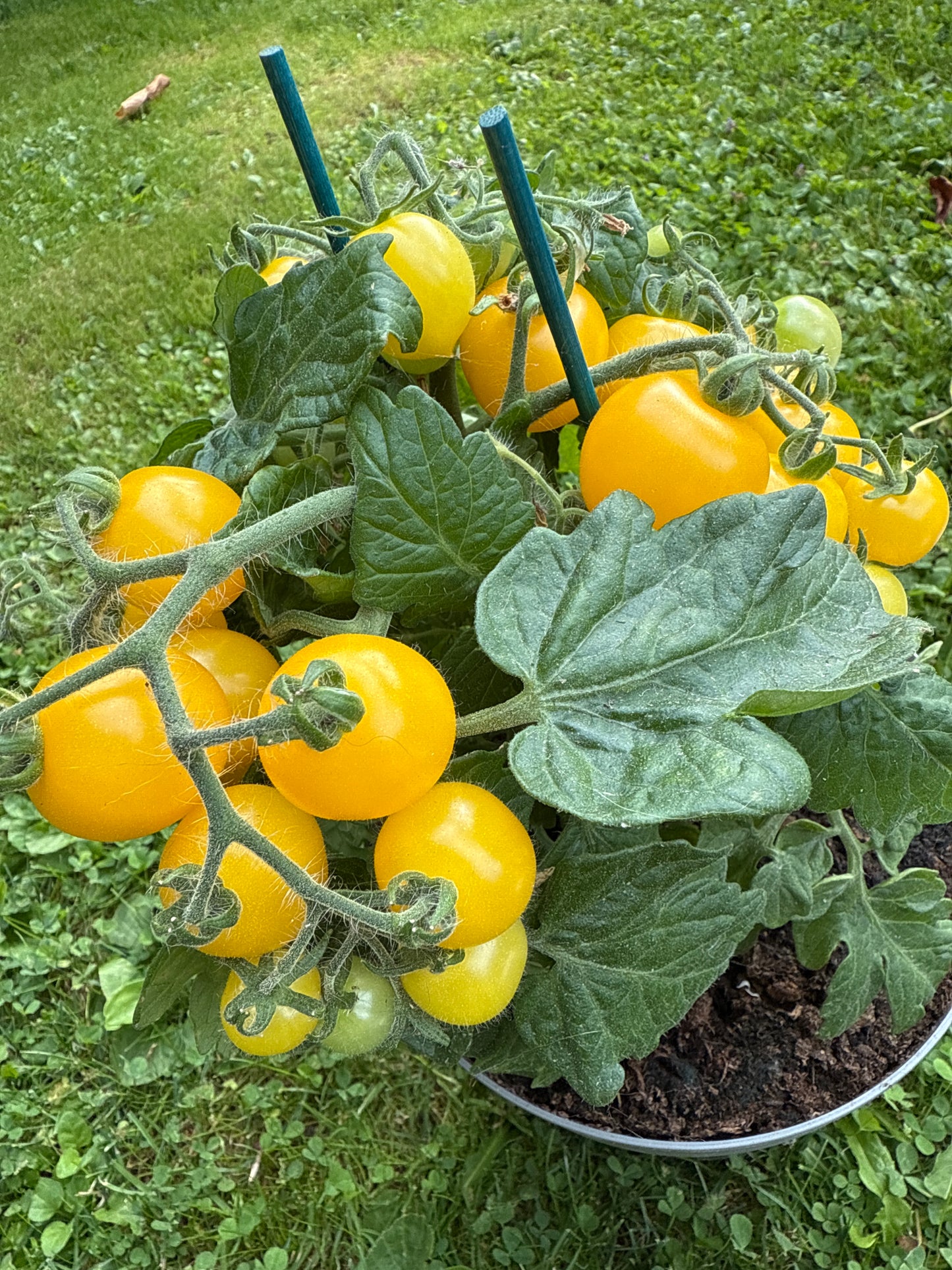 Hahm’s Gelbe Topftomate Microbusk