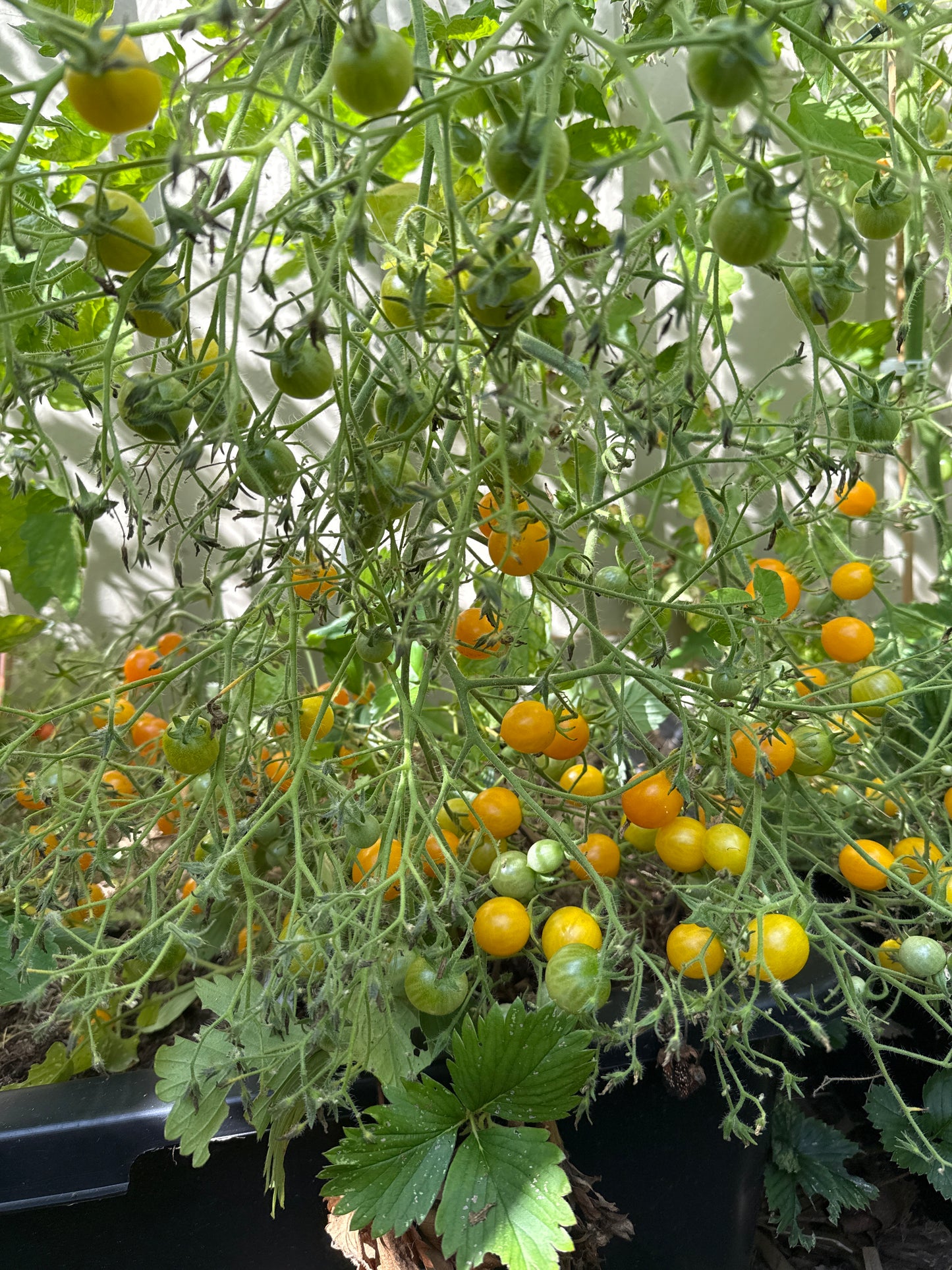 Mirabelle Jaune, multifloratomat