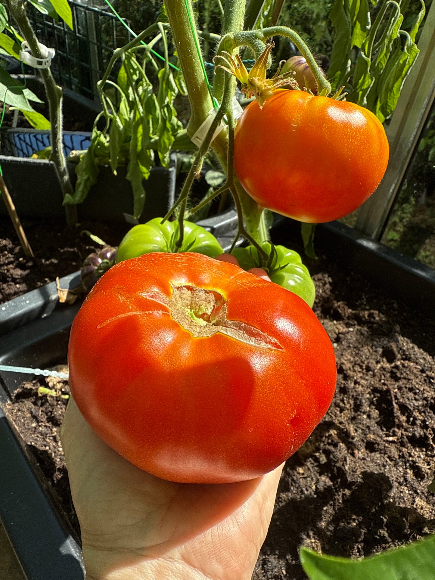 Gigantesque