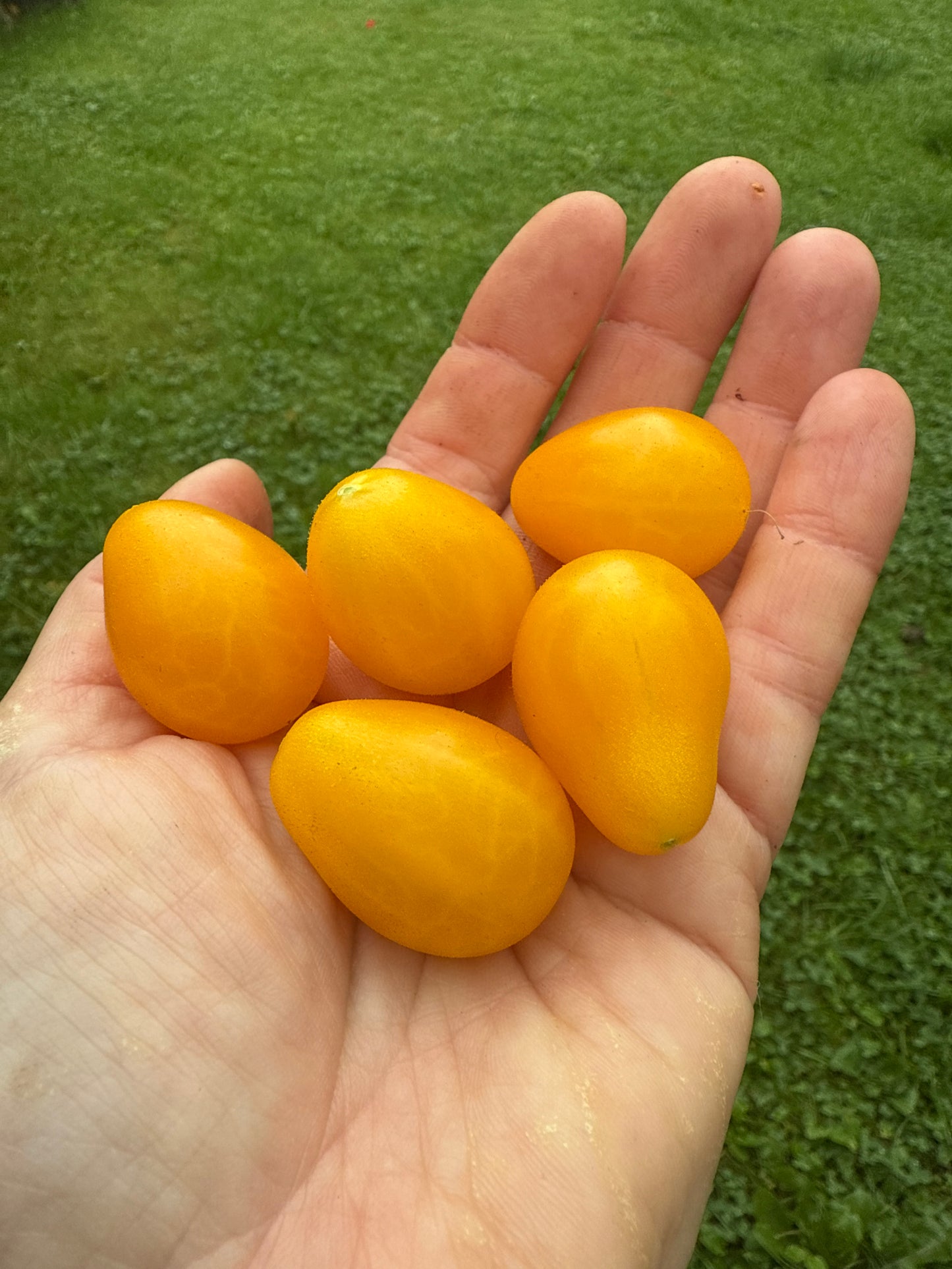 Fire Egg Keyes, multiflora