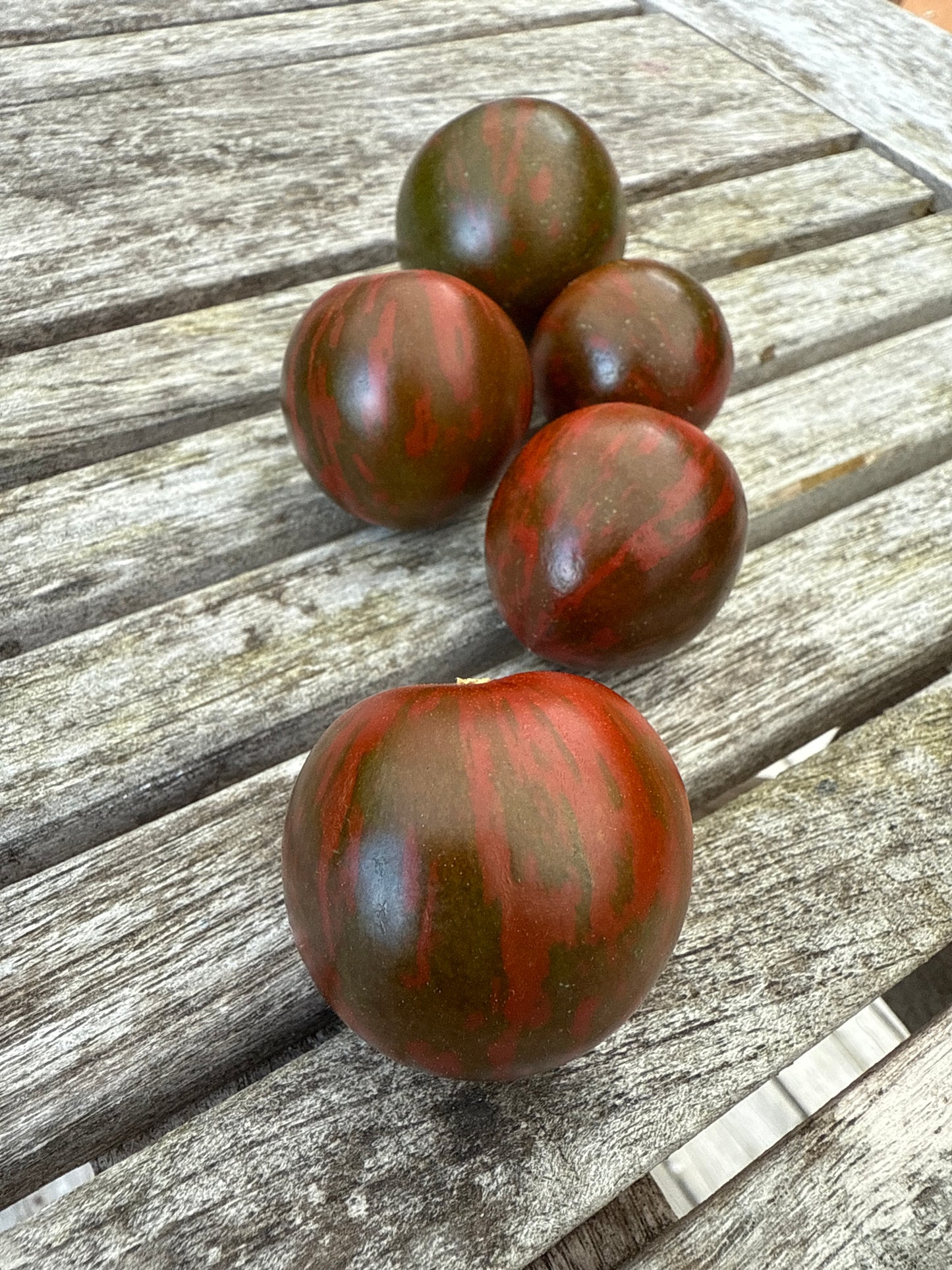 Cherry Zebra