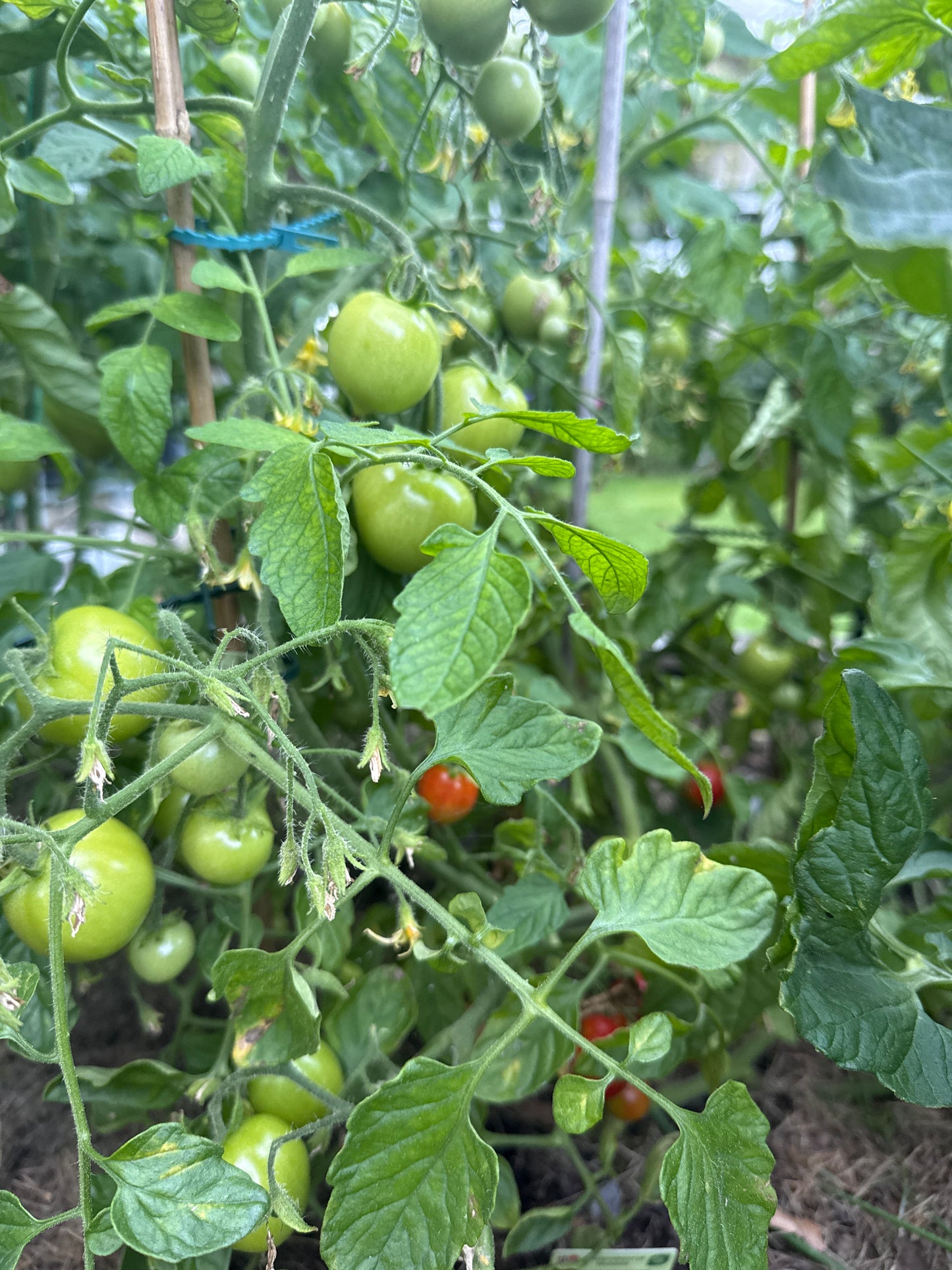 Sub Arctic Plenty, busktomat