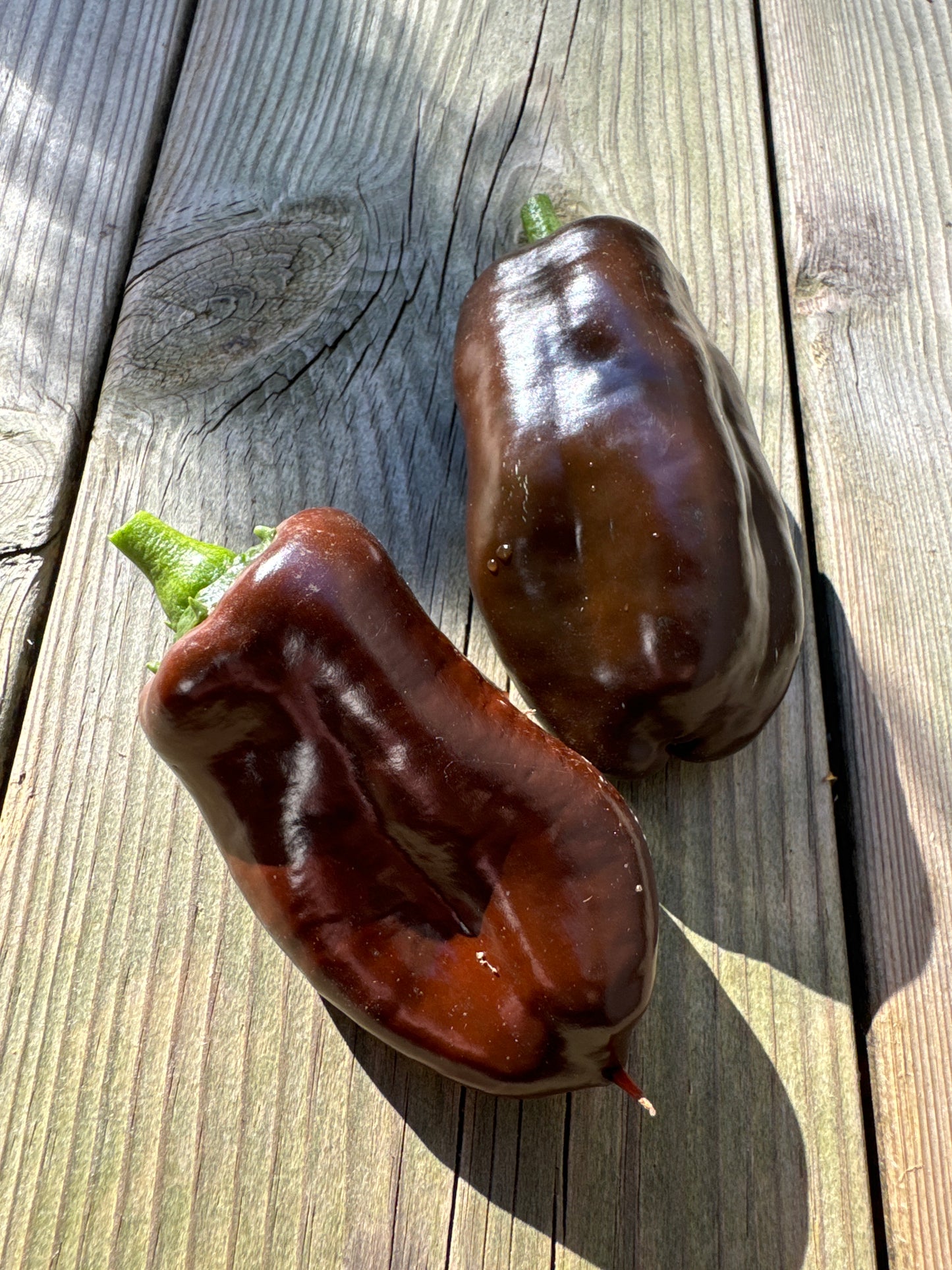 Sjokolade, paprika