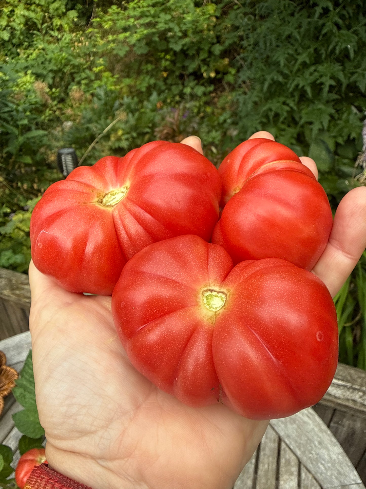 Grimpante X Brandywine