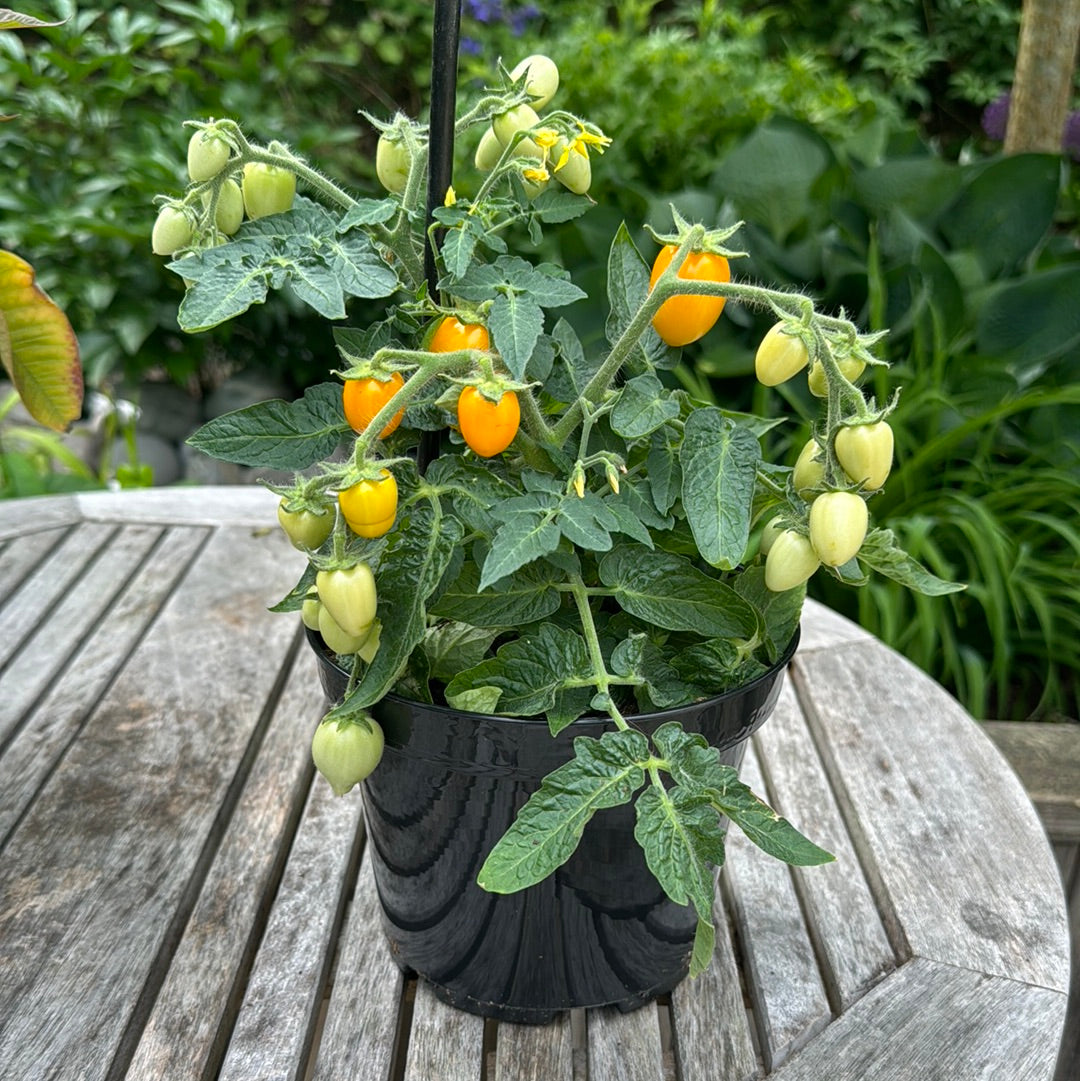Funnyplum Orange, microbusk