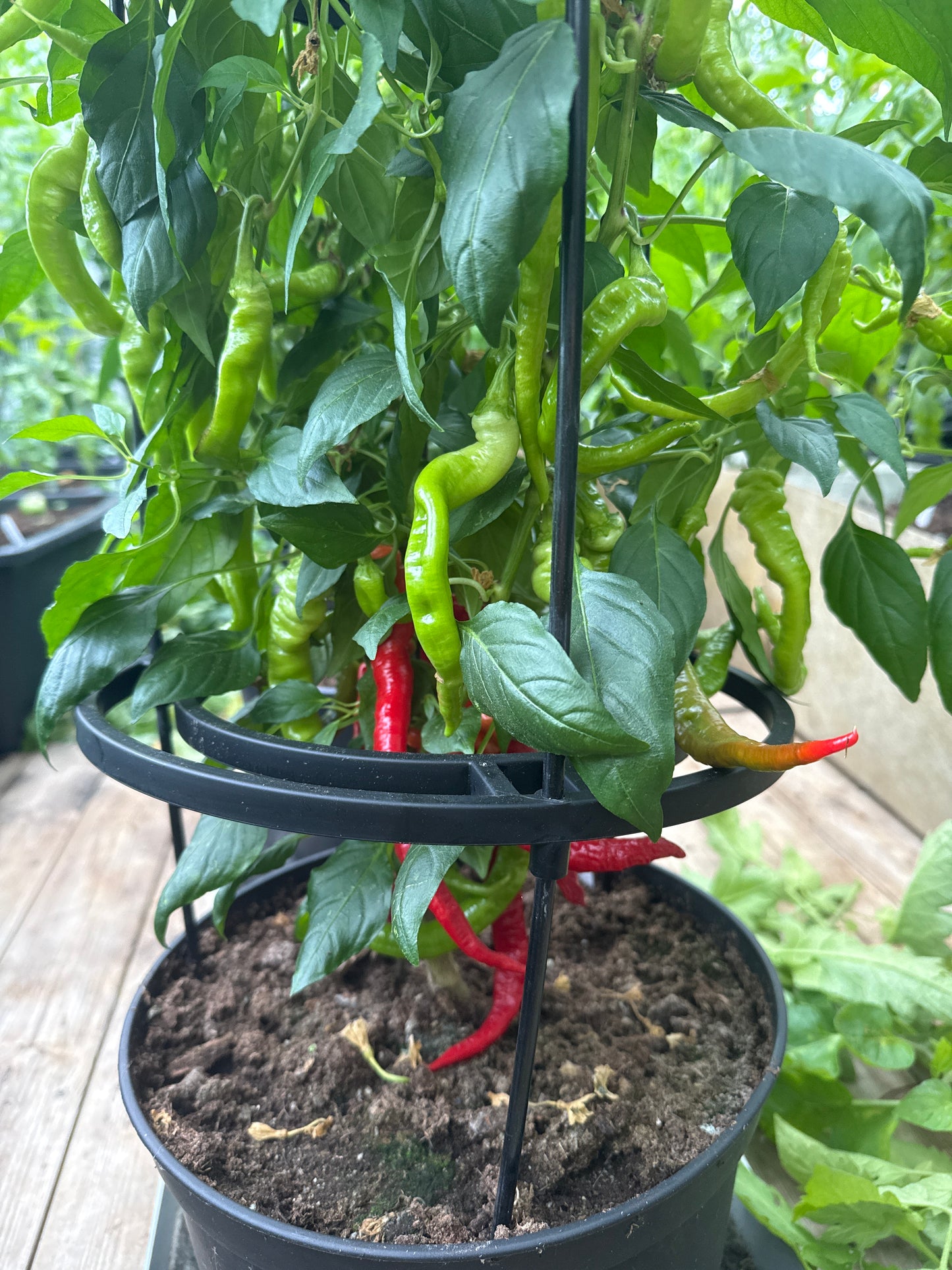 Lombardo Chili