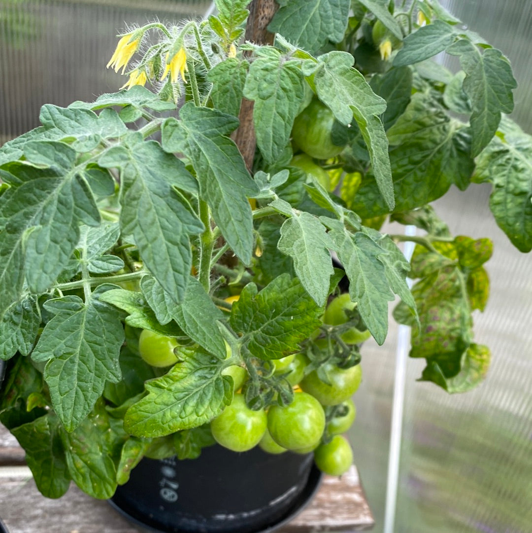 Hahm’s Gelbe Topftomate Microbusk