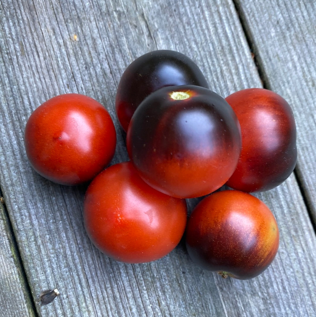 Blaue Zimmertomate, Microbusk