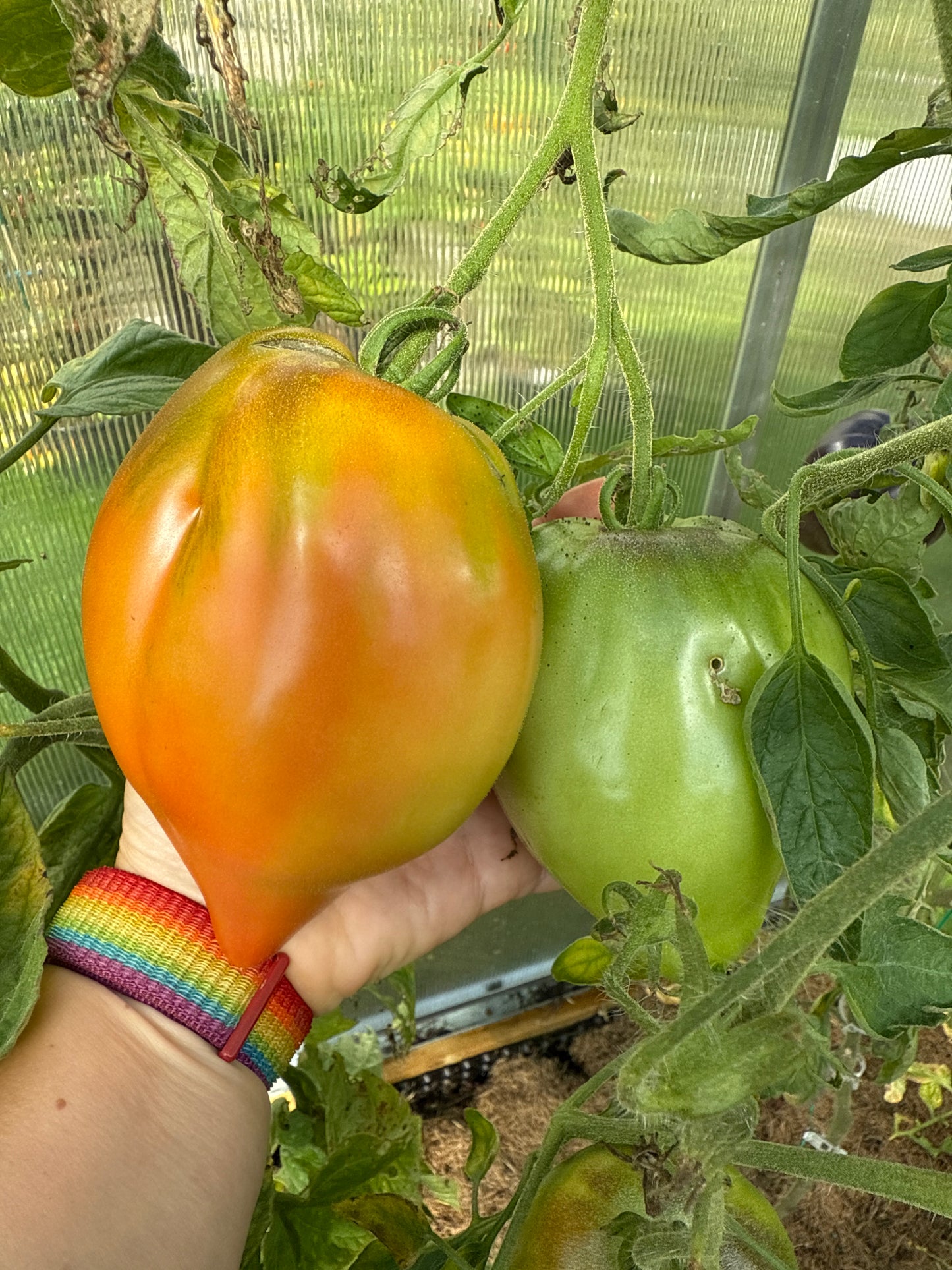 San Marzano Redorta saustomat