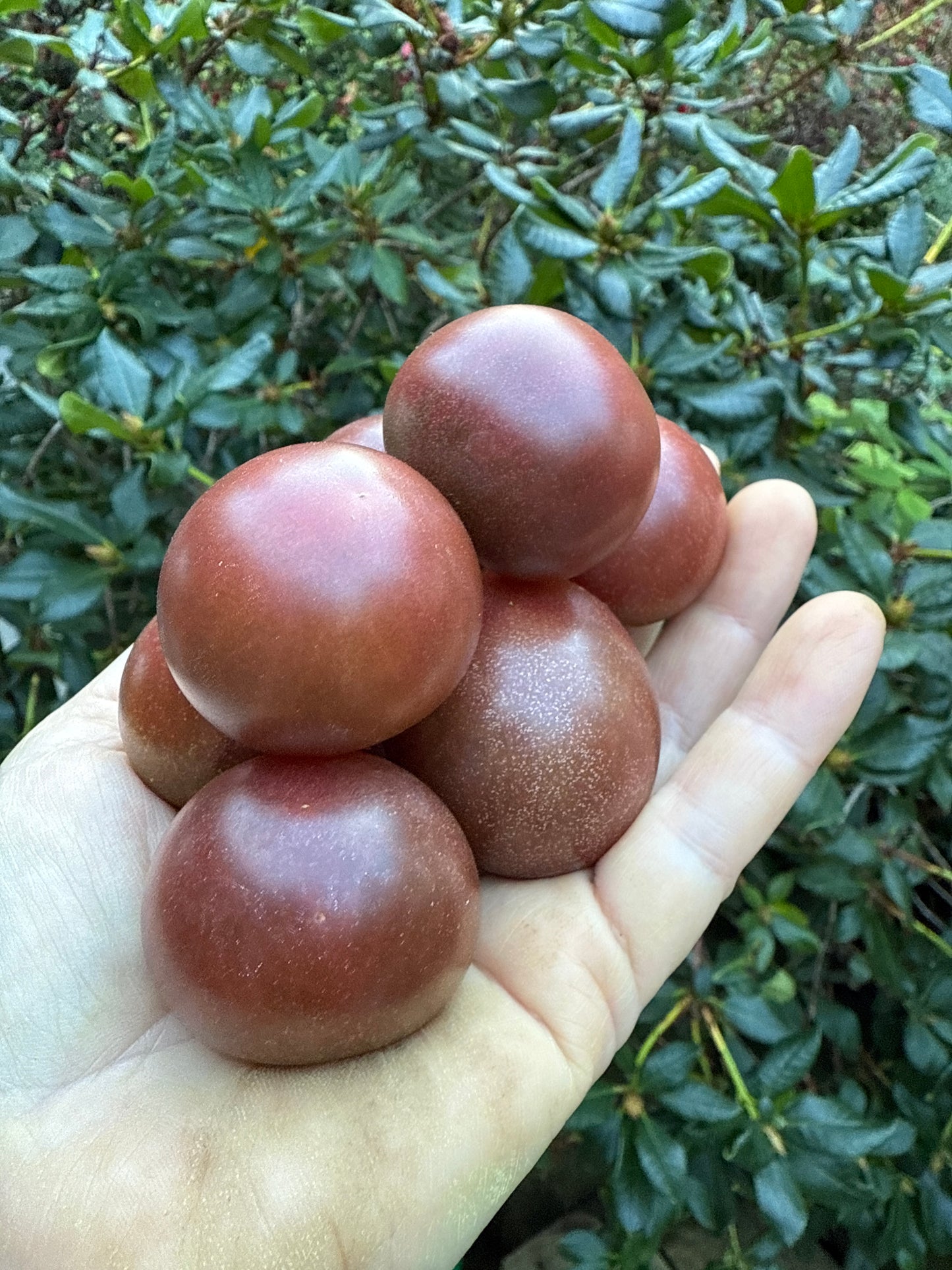 Black Cherry tomat