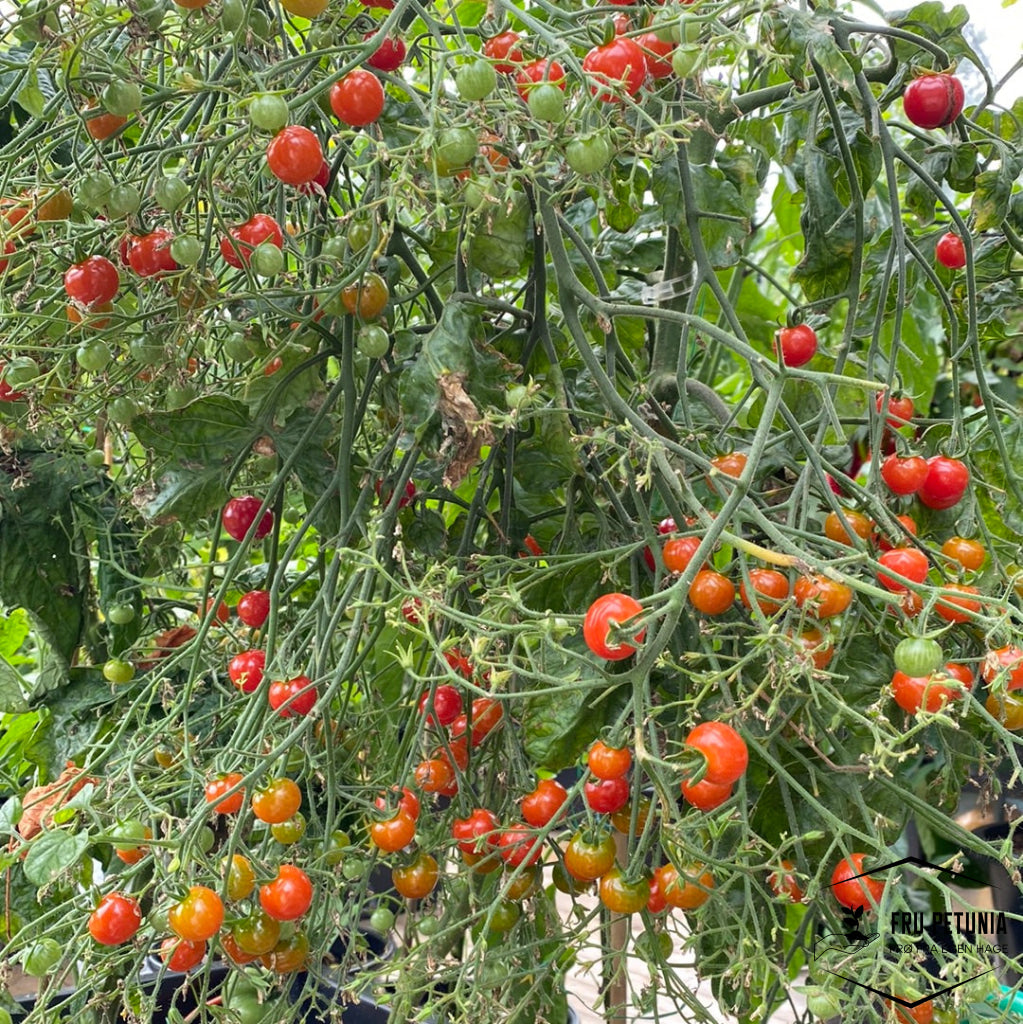 Cherrytomat ’Sweetbaby’