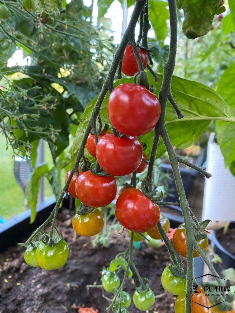 Cherrytomat ’Sweetbaby’