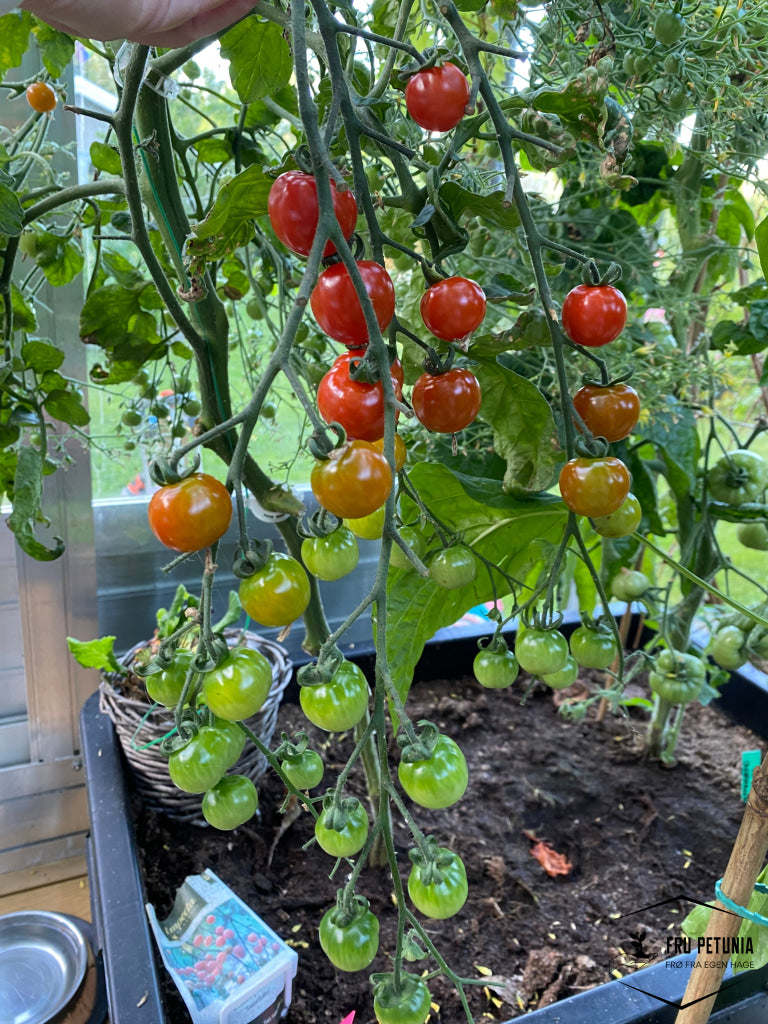 Cherrytomat ’Sweetbaby’