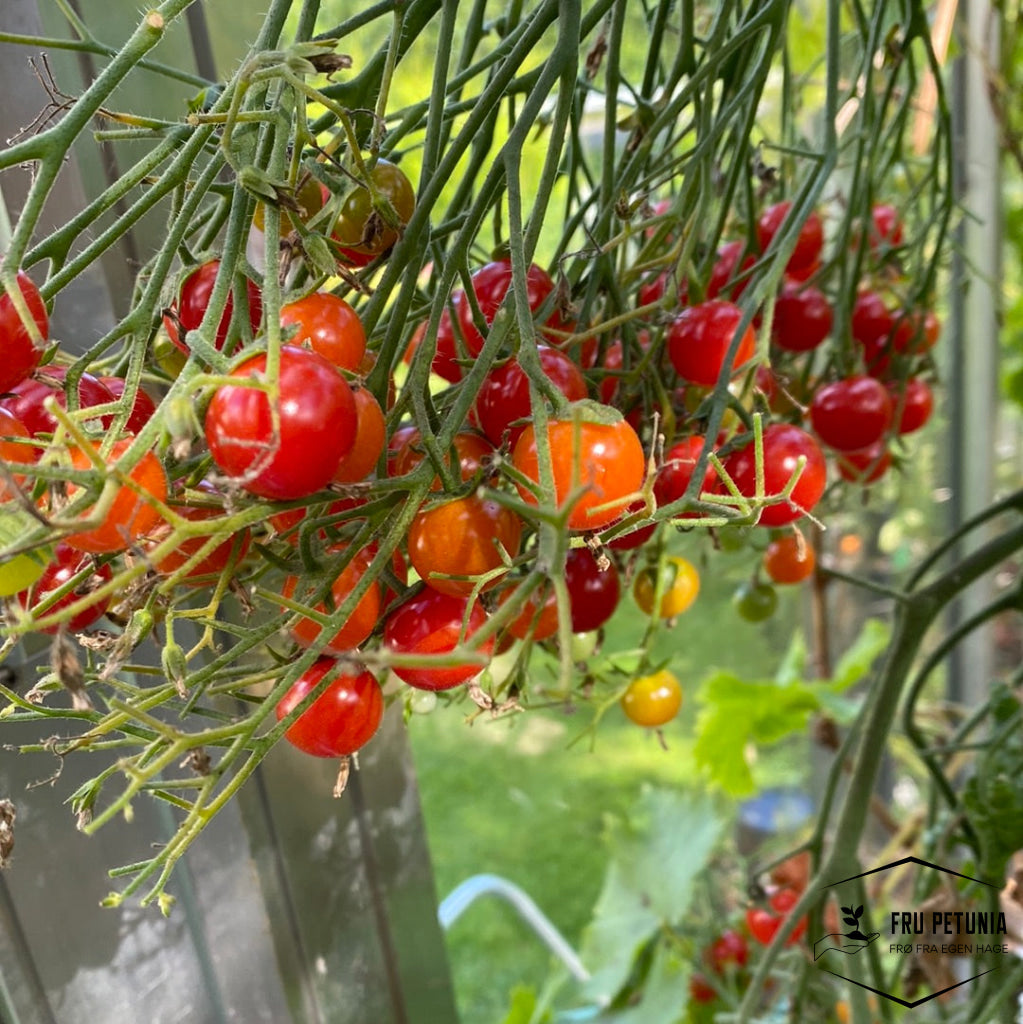Cherrytomat ’Sweetbaby’