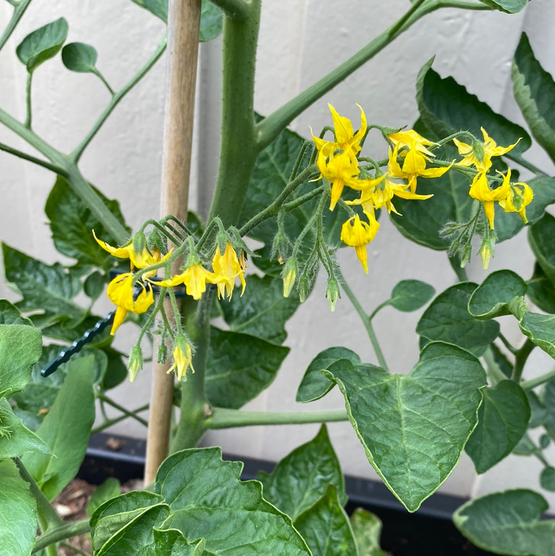 Berry Garden Cherrytomat