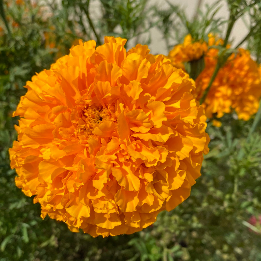 Tagetes busk
