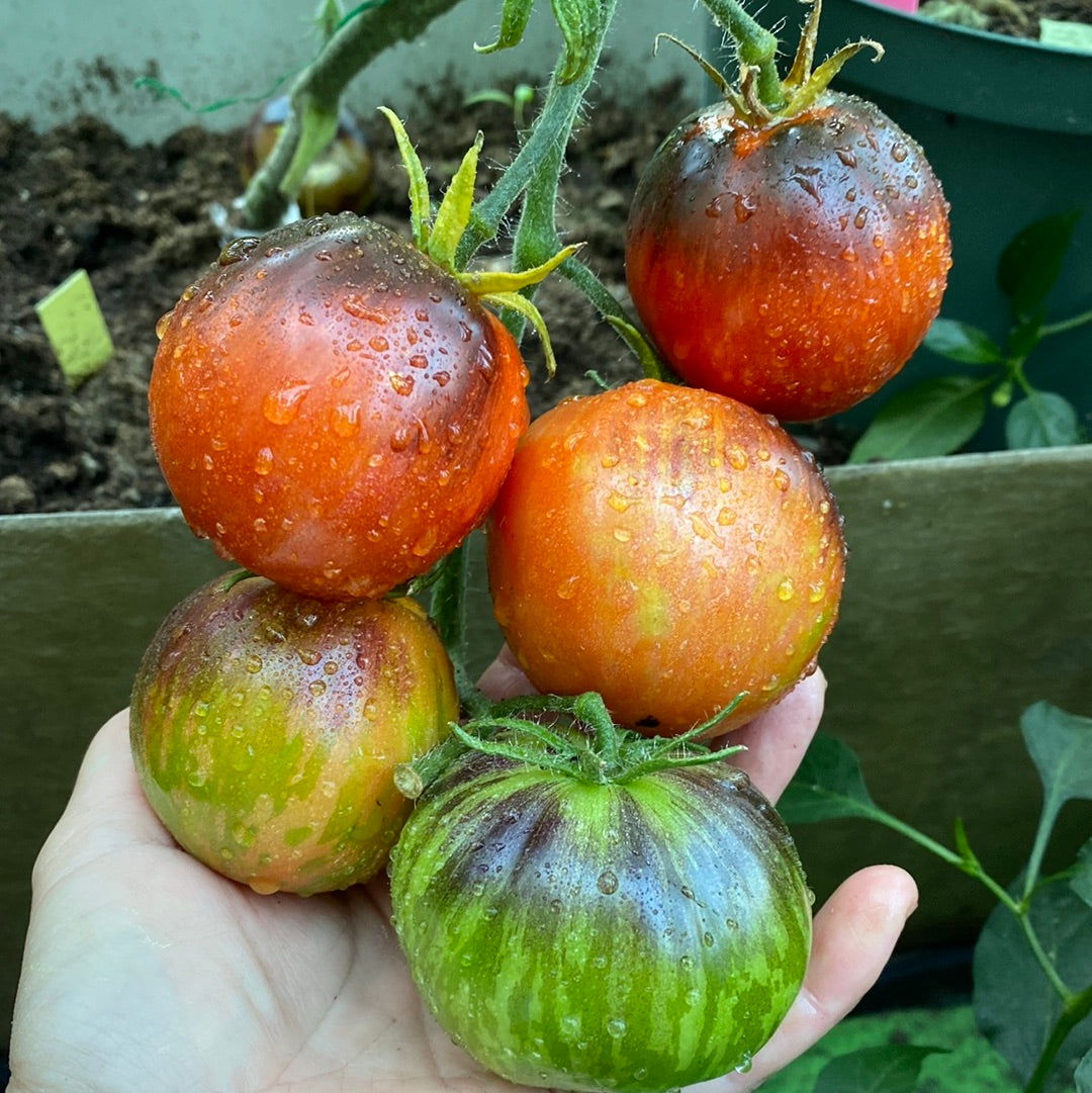Indigo Apple