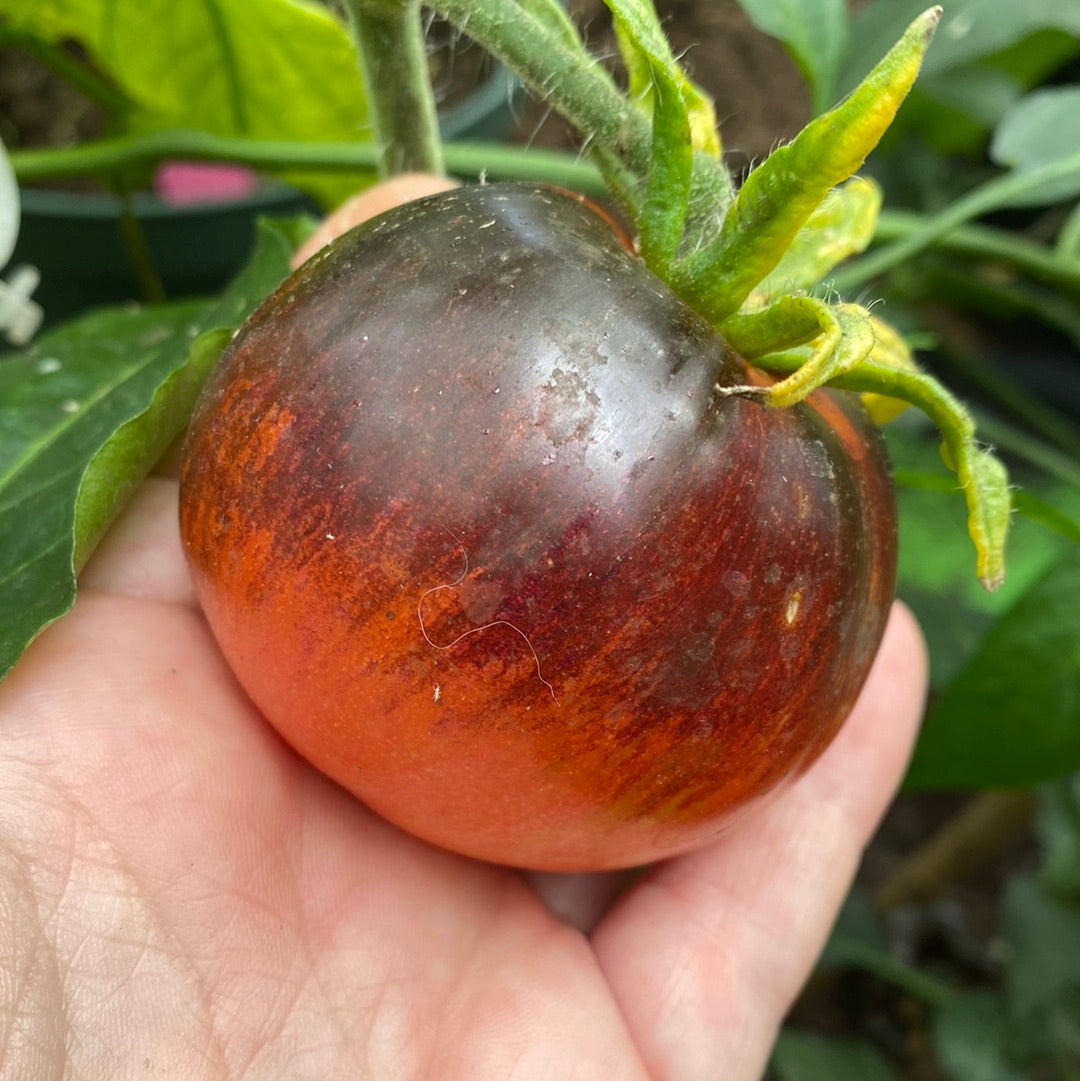 Indigo Apple