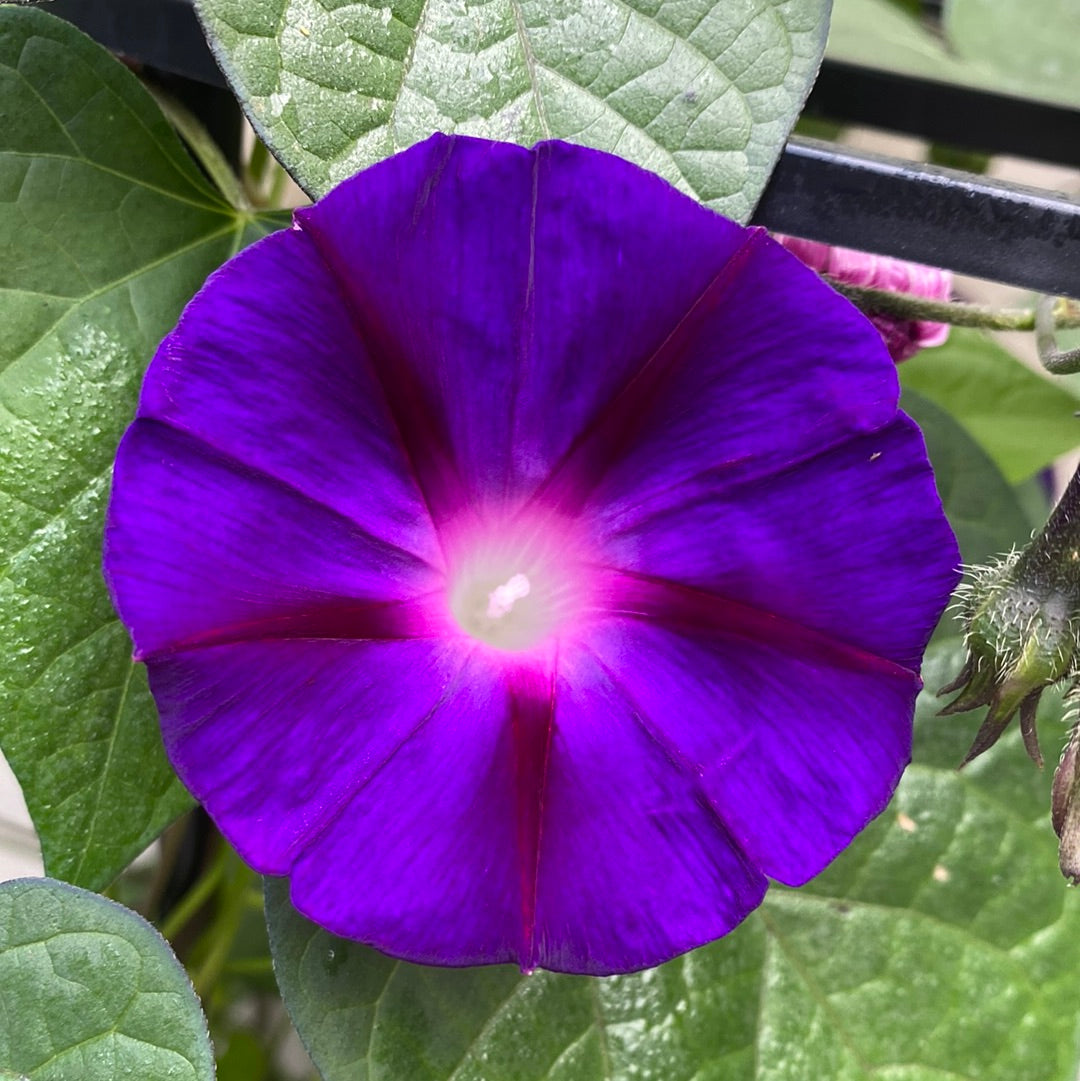Purpur praktvindel "Knowlian's Black"
