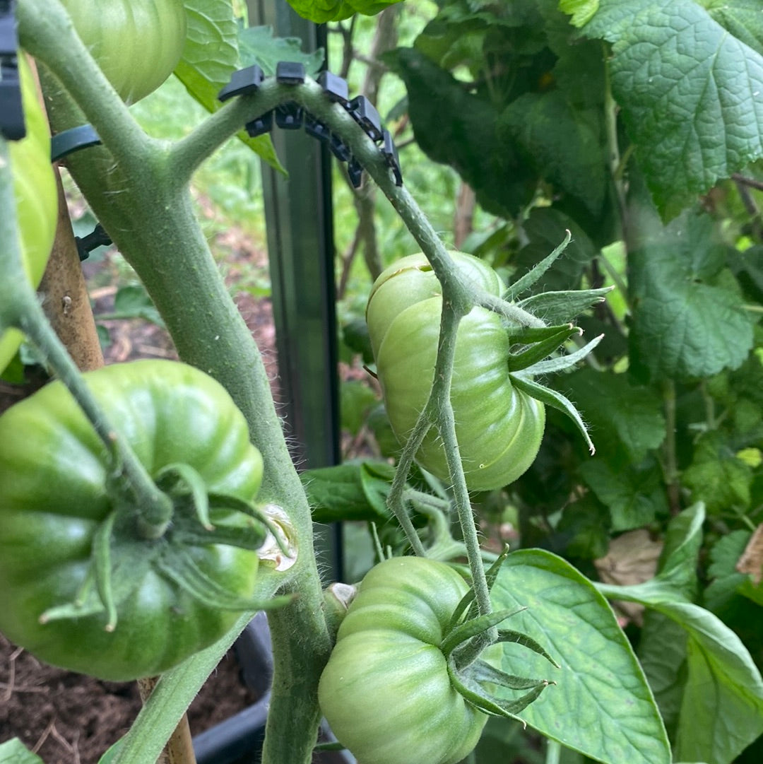 Tomatklips