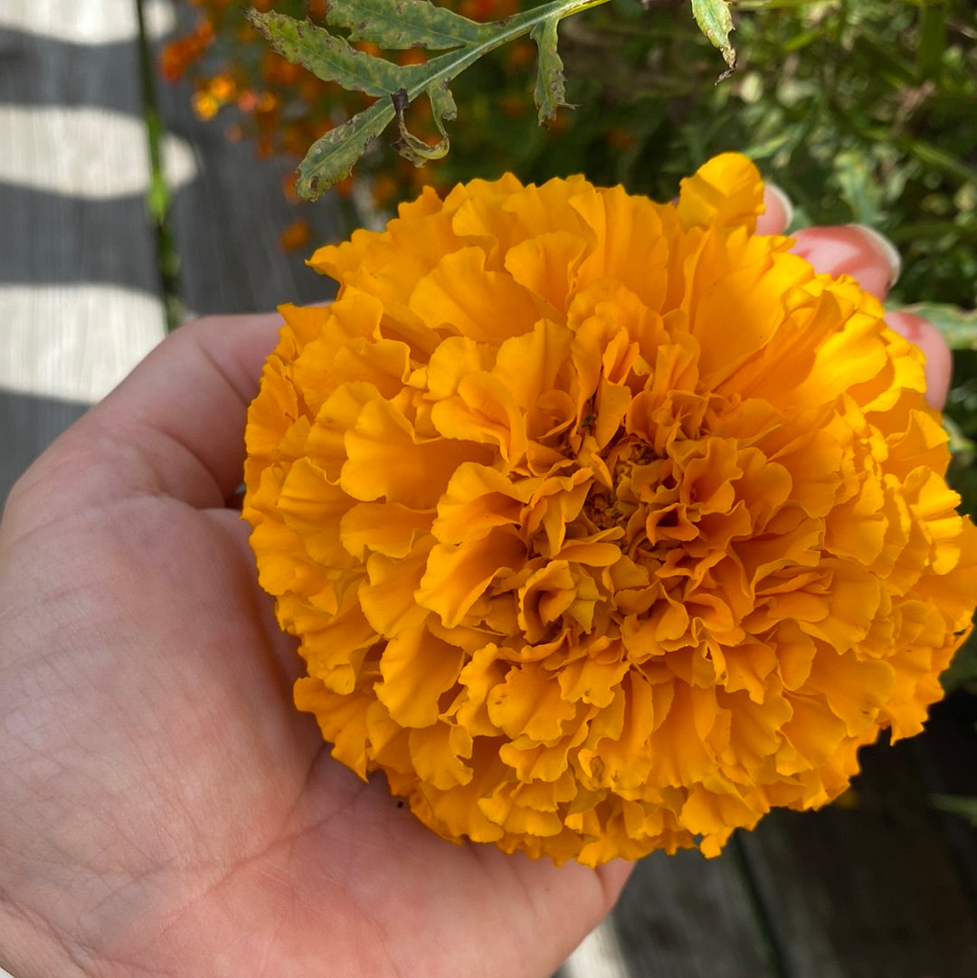 Tagetes busk