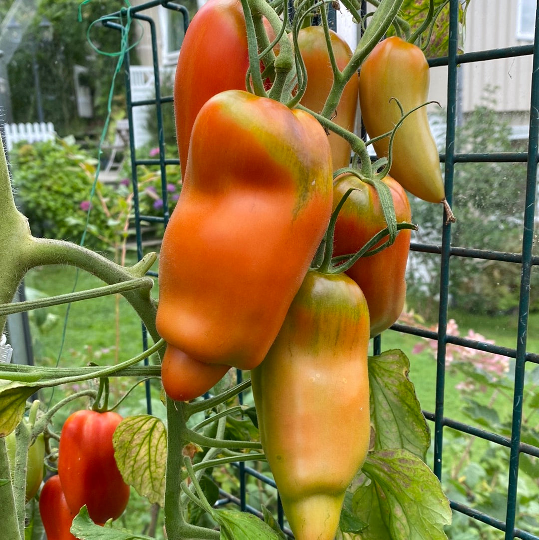 San Marzano Redorta saustomat