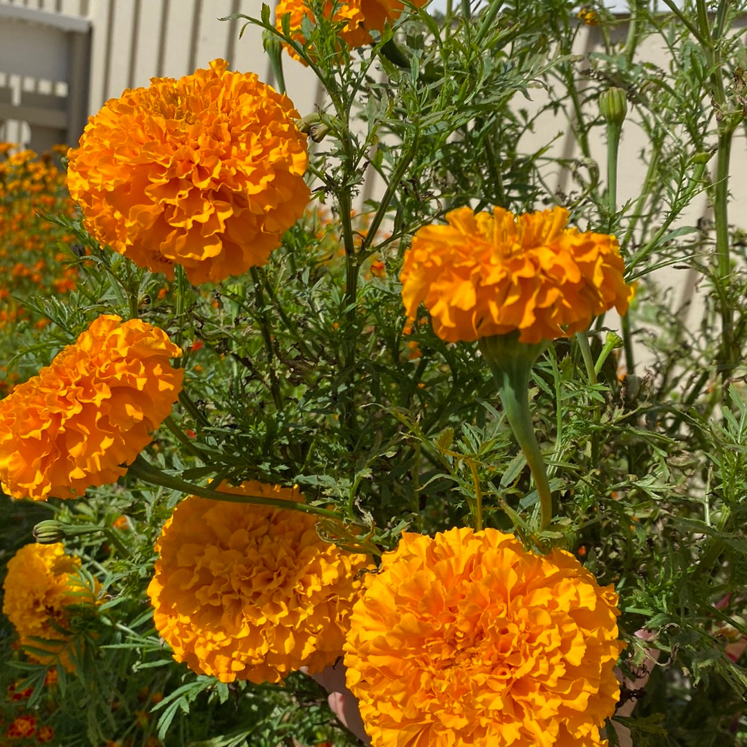 Tagetes busk