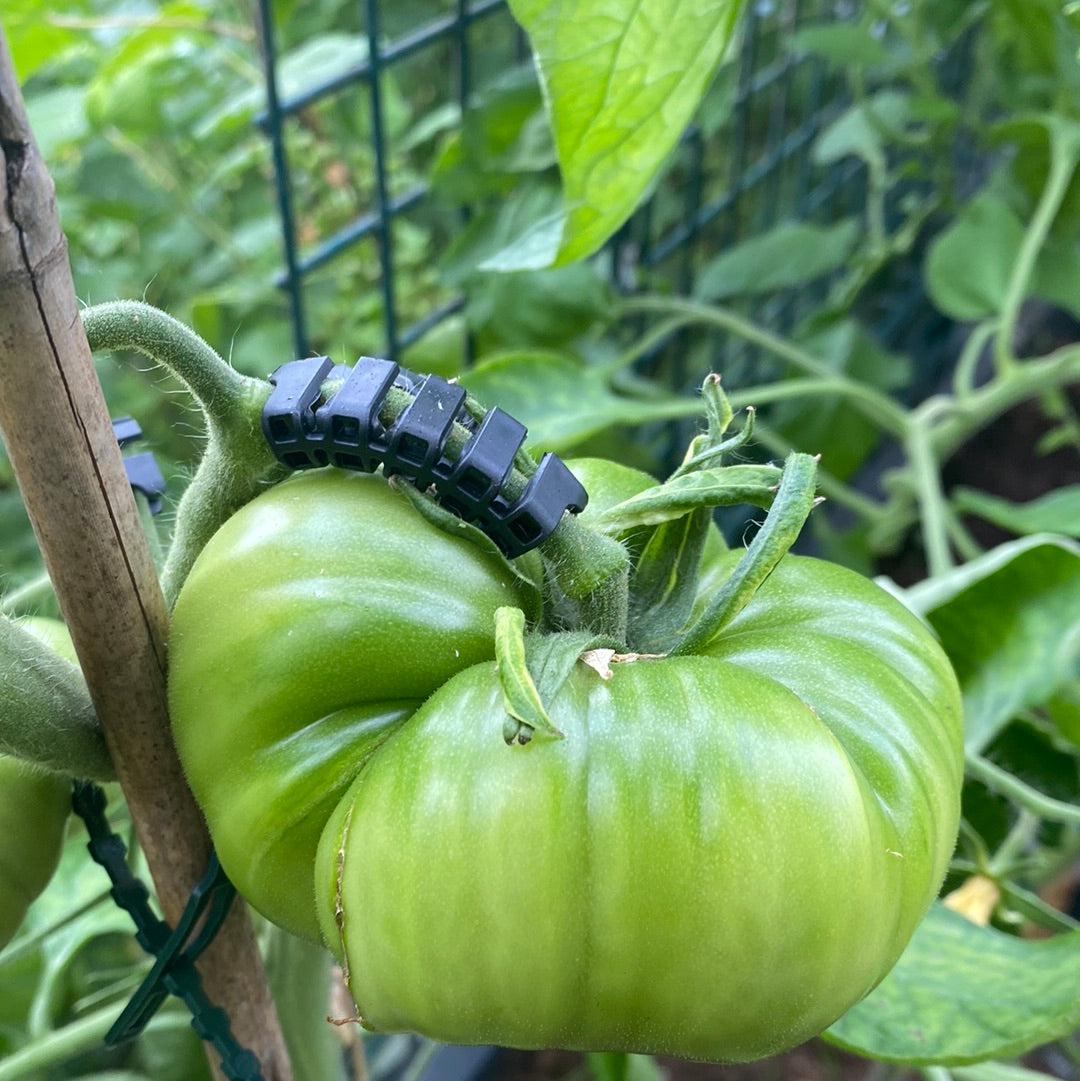 Tomatklips