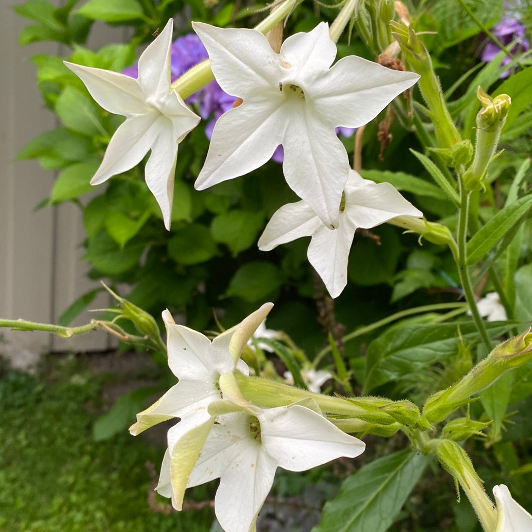 Tobakksplante høy hvit "Grandiflora"
