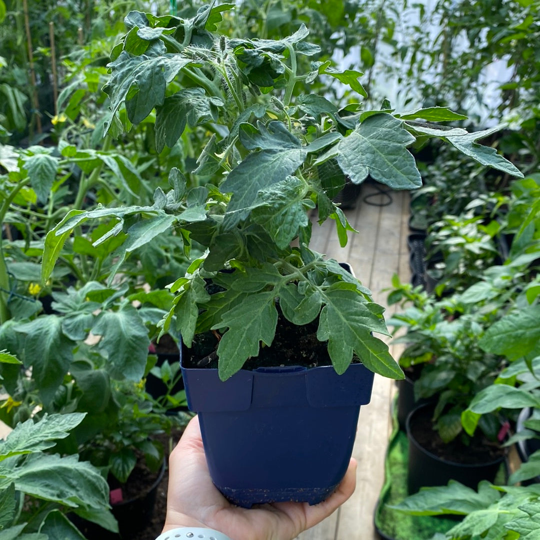 Hahm’s Gelbe Topftomate Microbusk