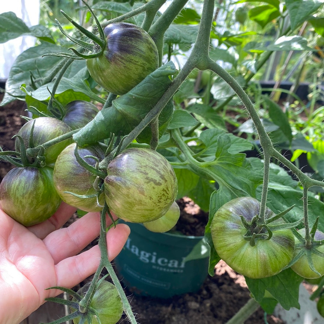 Indigo Apple