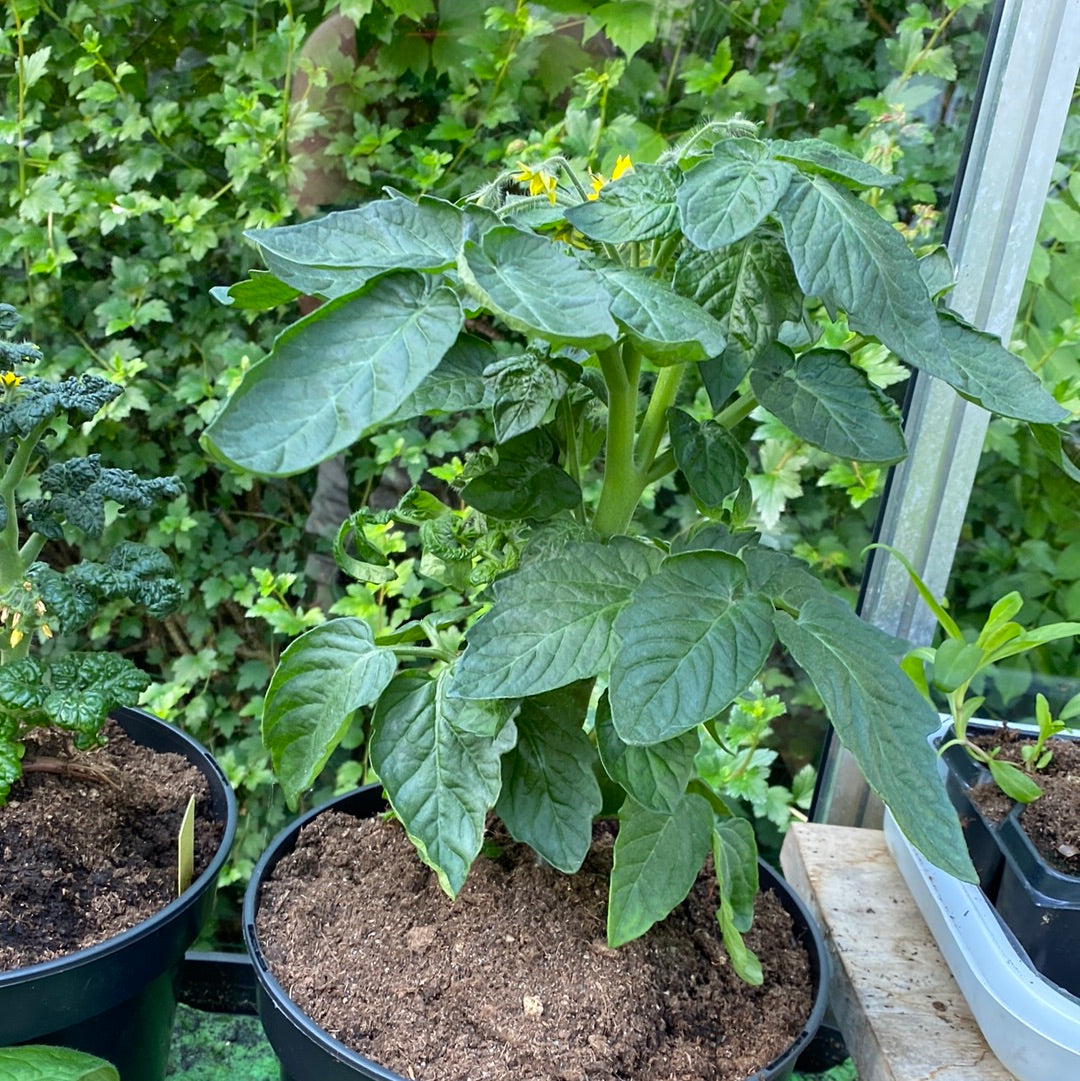 Blaue Zimmertomate, Microbusk