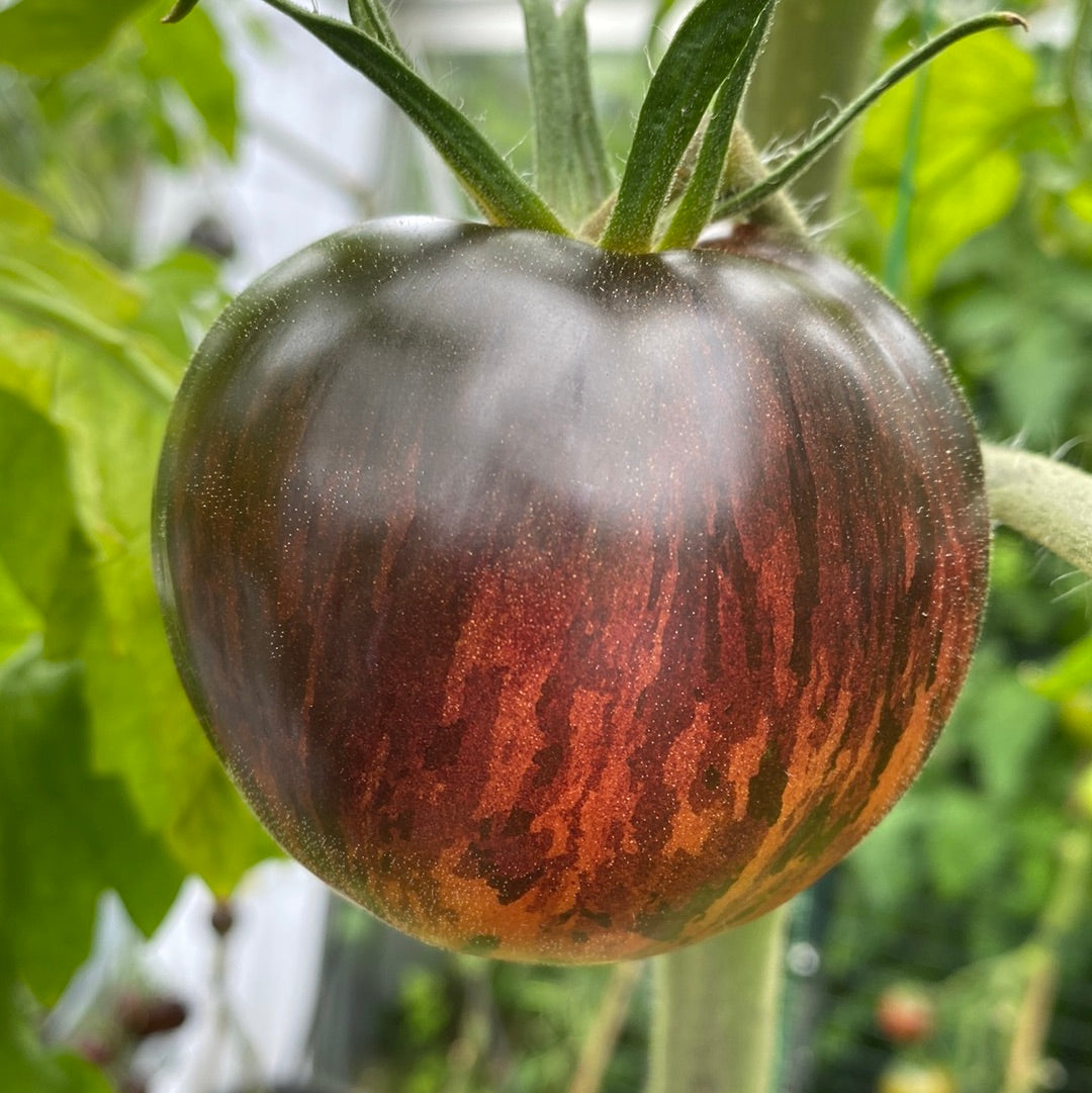 Indigo Apple