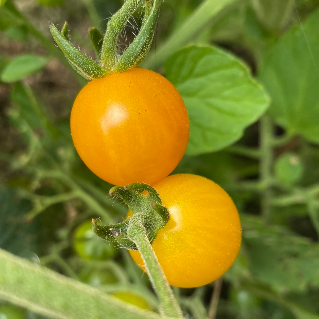 Millefleur , multiflora