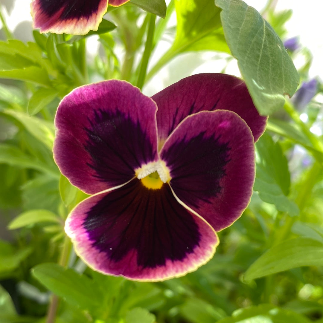 Stemor vanlig mix