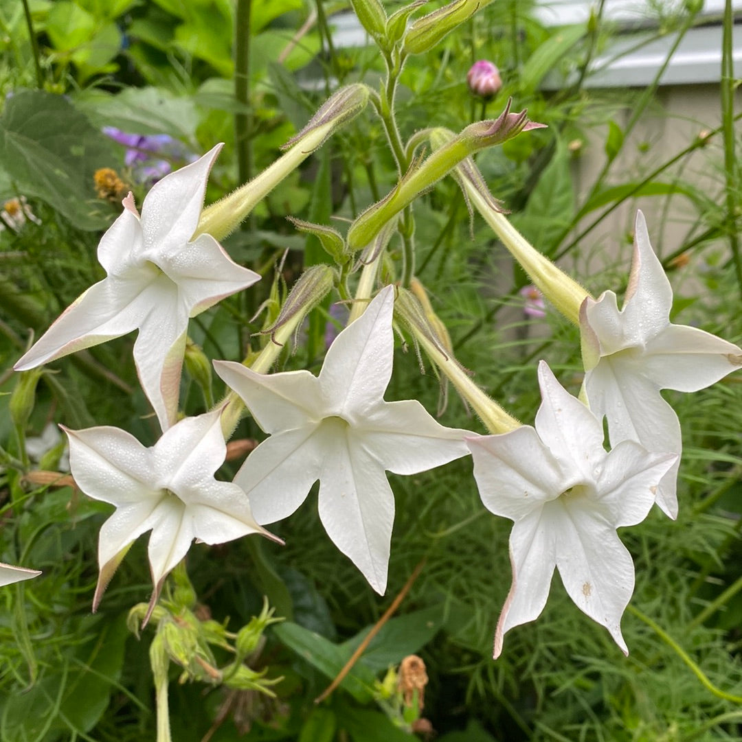 Tobakksplante høy hvit "Grandiflora"