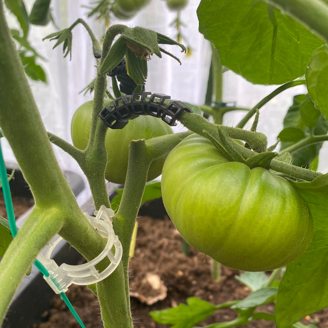 Tomatklips