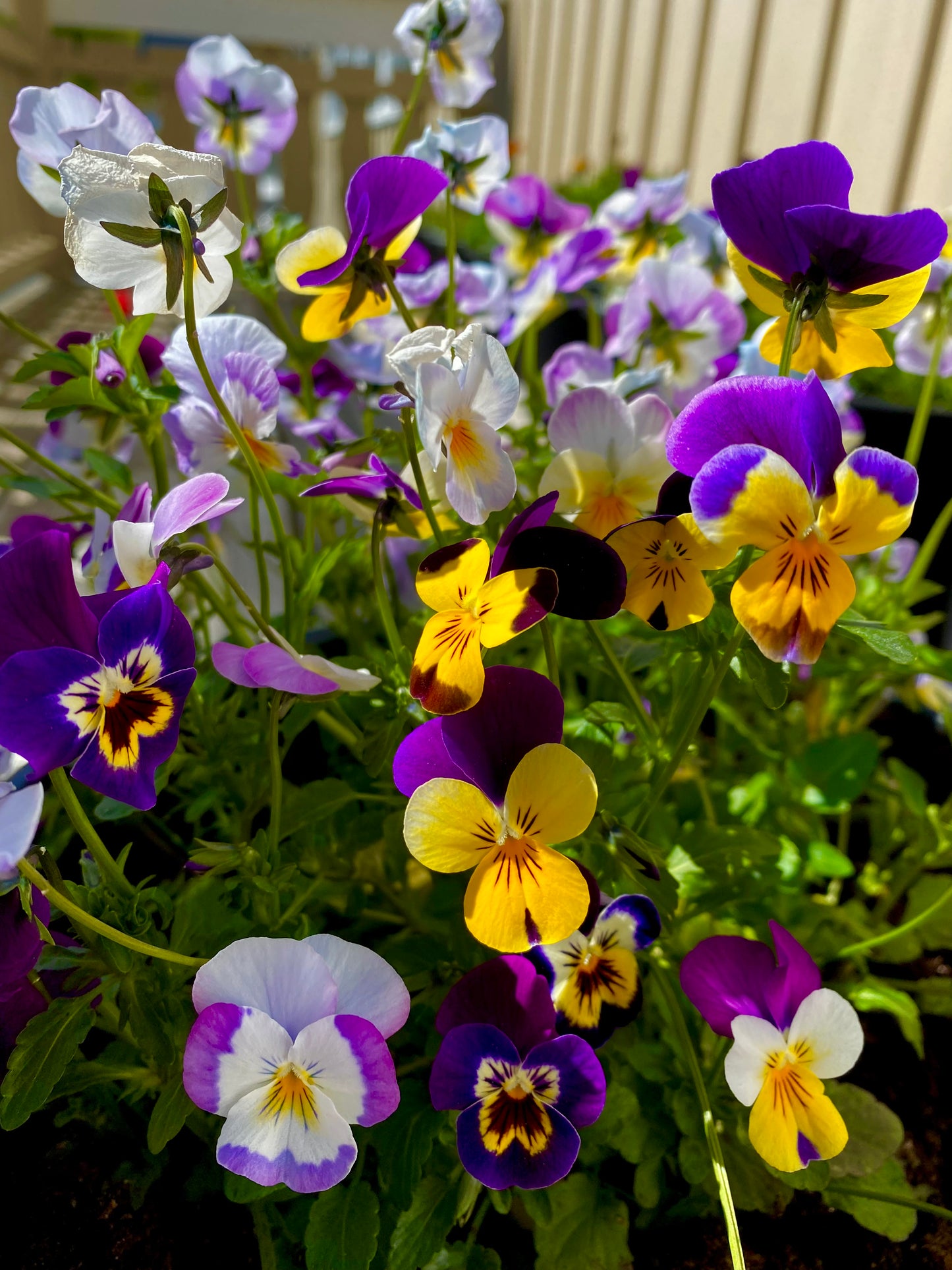 Mini stemor mix