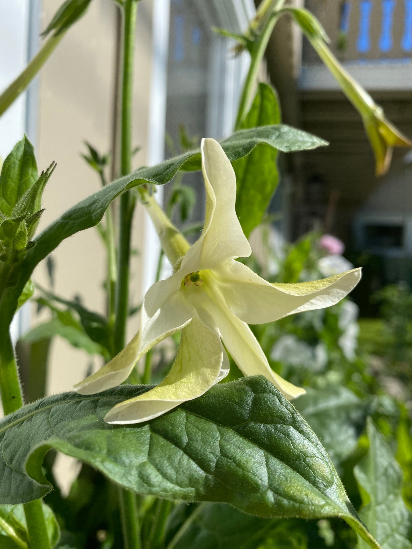 Tobakksplante høy hvit "Grandiflora"