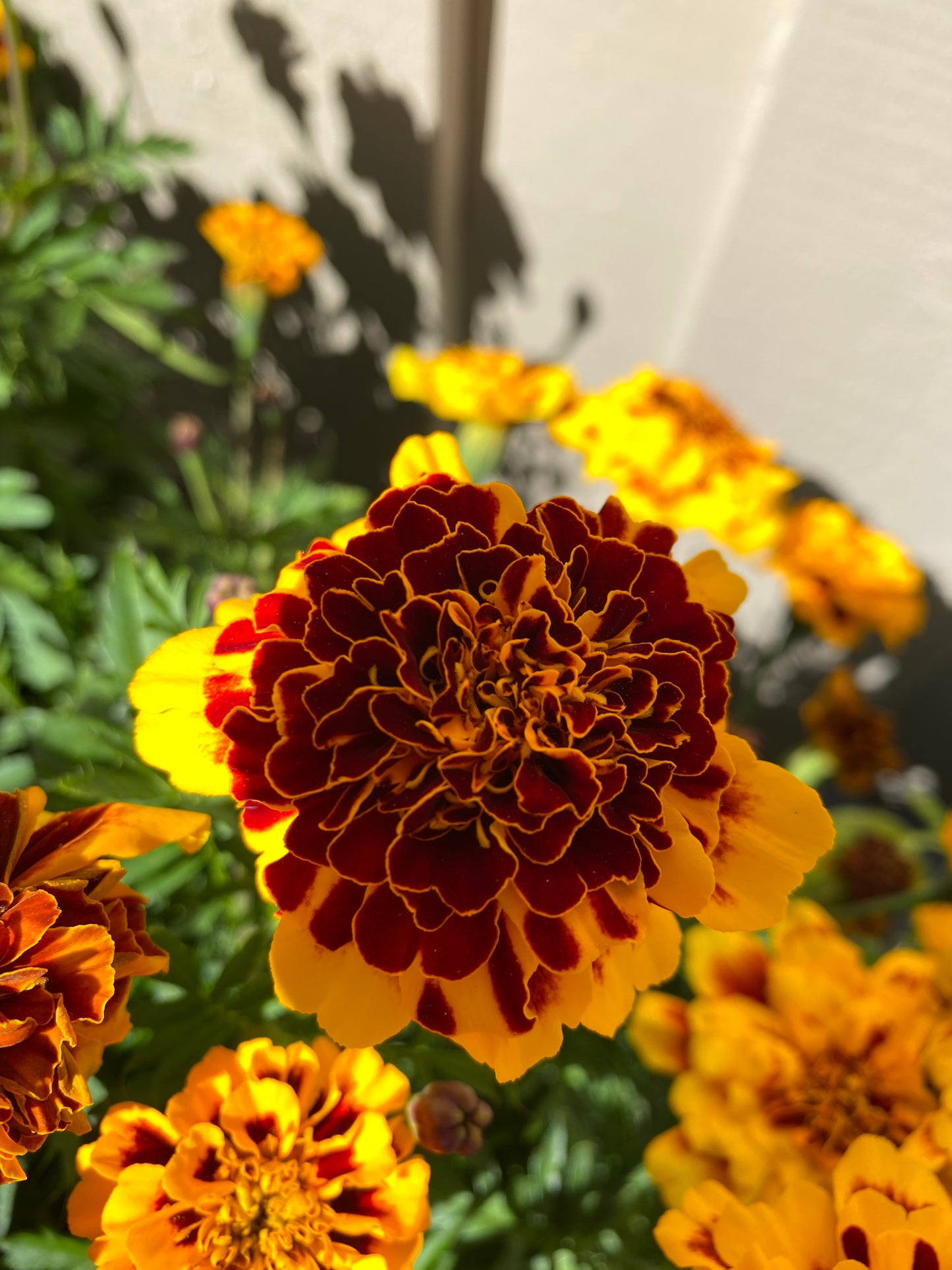 Tagetes «Goldiluxe»