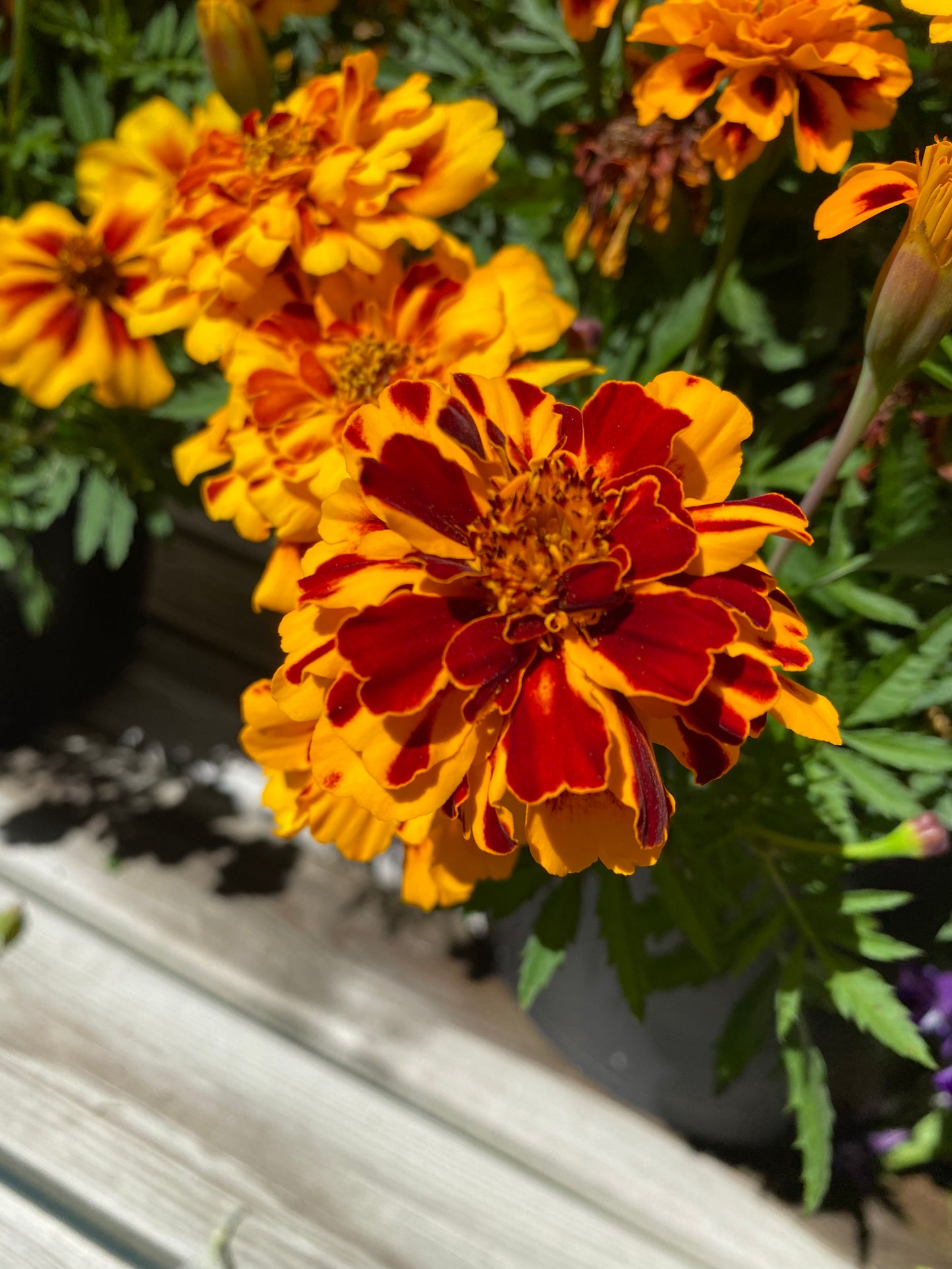 Tagetes «Goldiluxe»