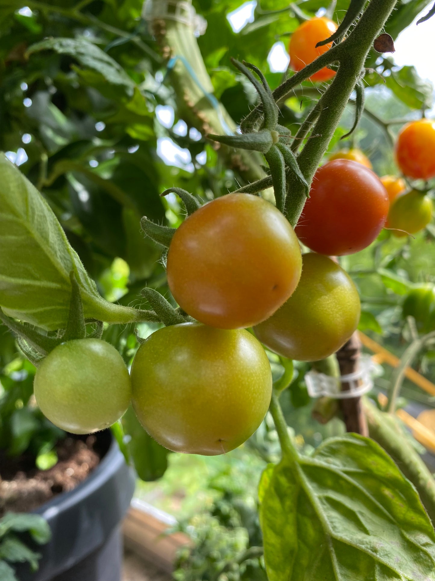 Gardener’s delight tomat