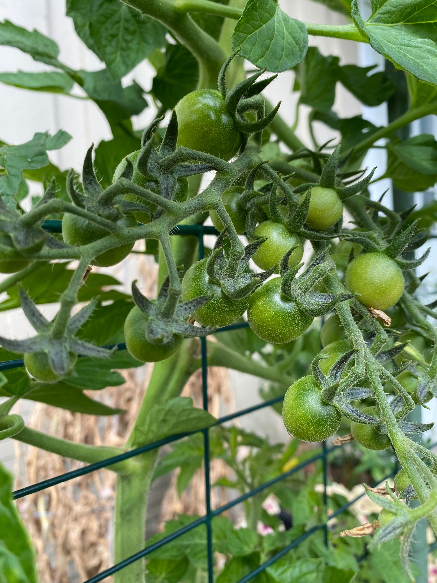 Gardener’s delight tomat