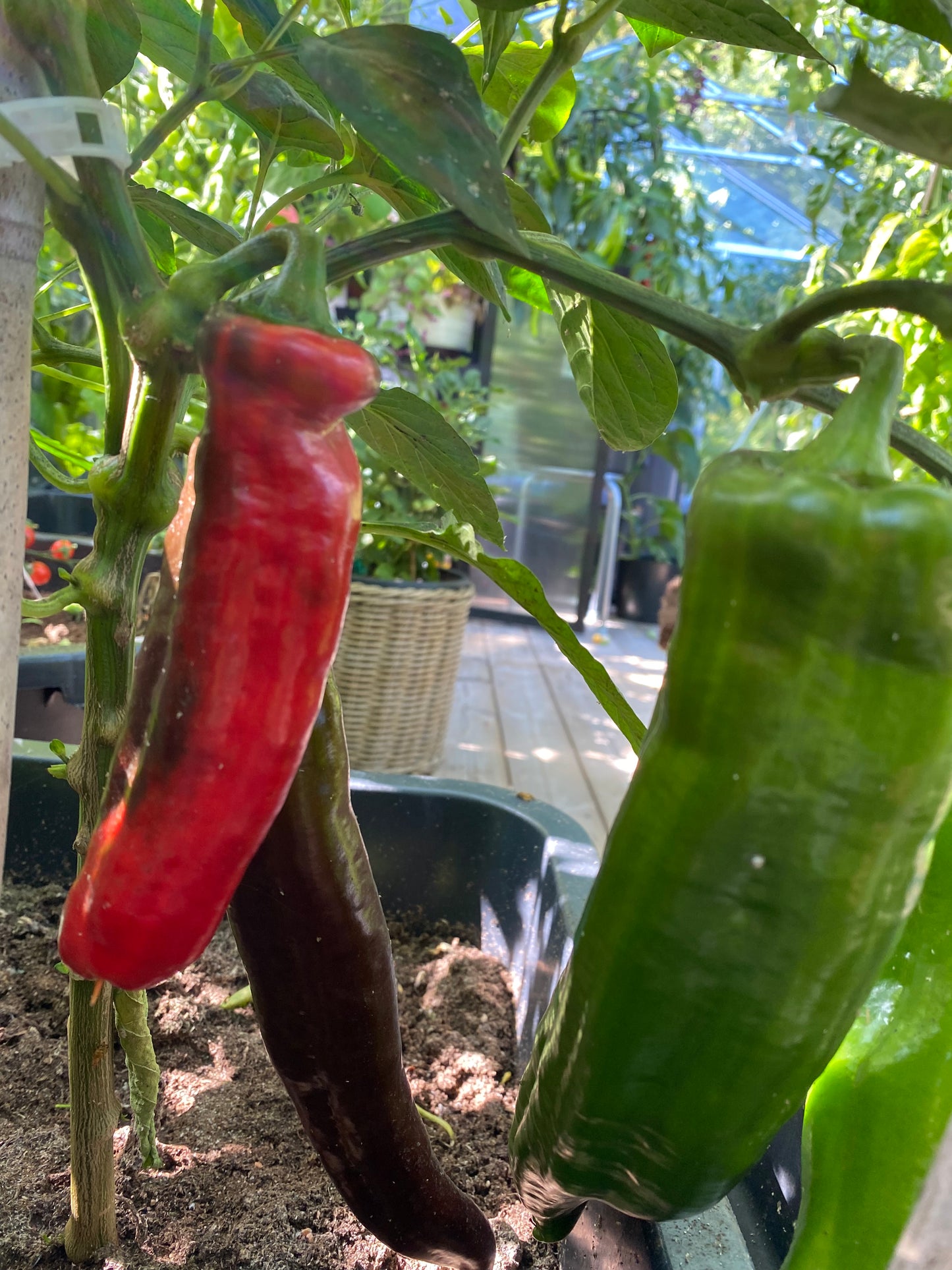 Paprika Marconi Rosso
