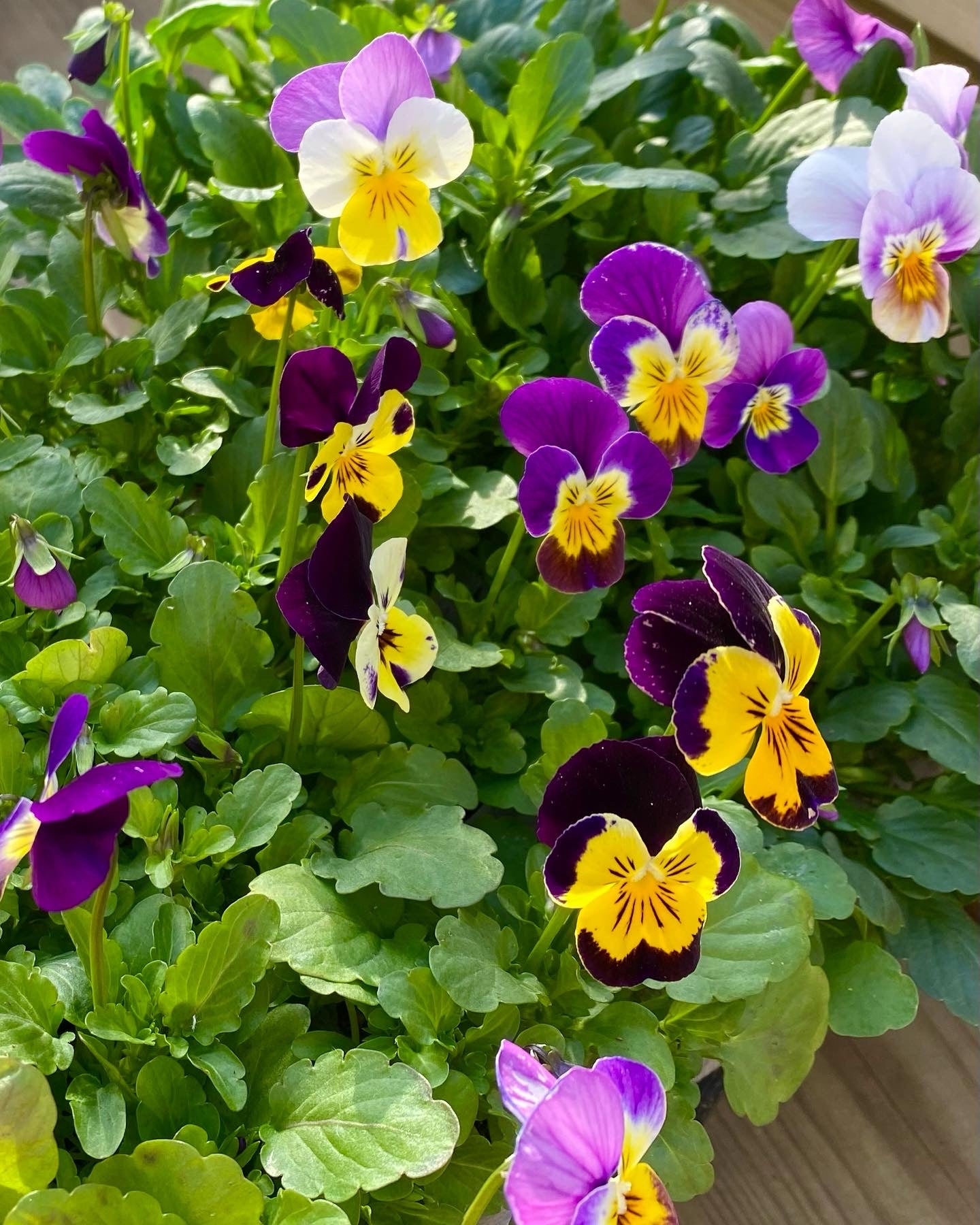 Mini stemor mix