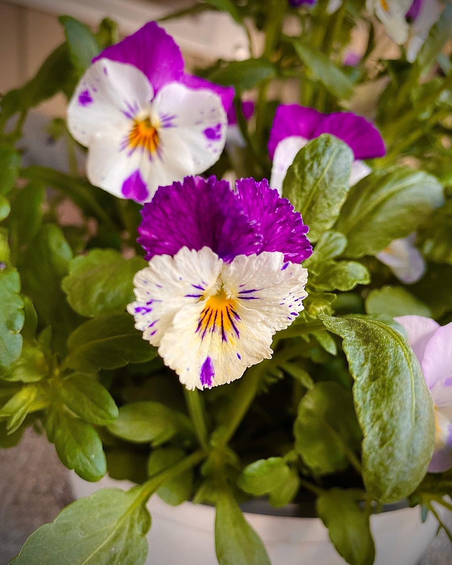 Mini stemor mix
